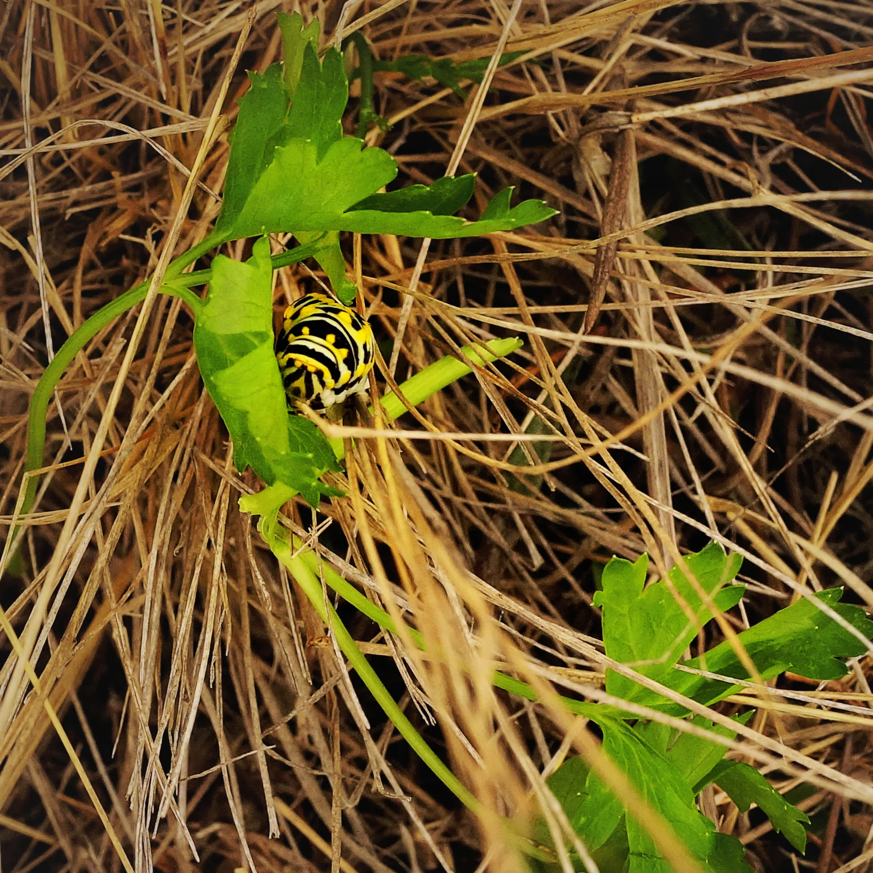 The caterpillar having a parsley snack.