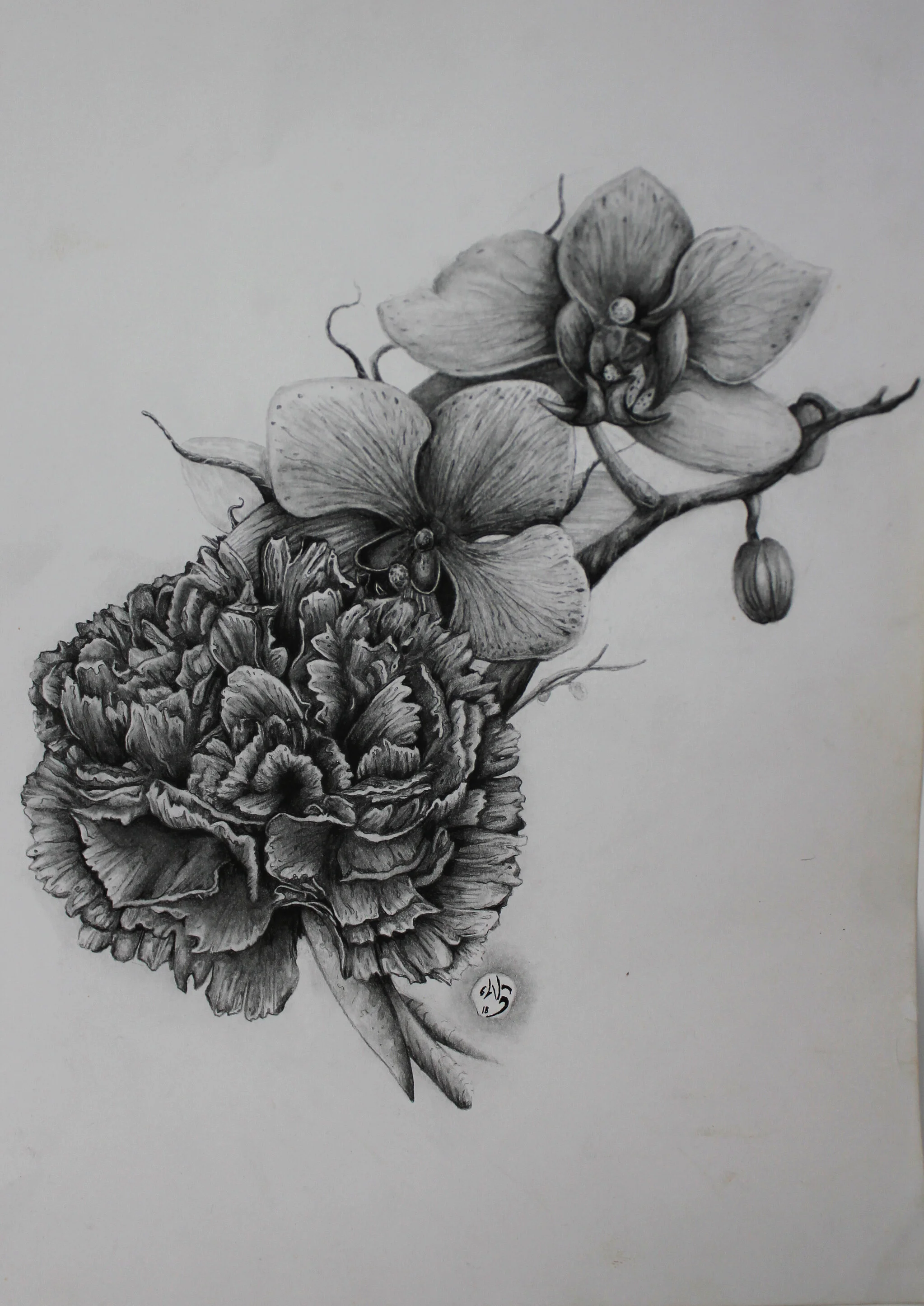 Orchids and Carnation