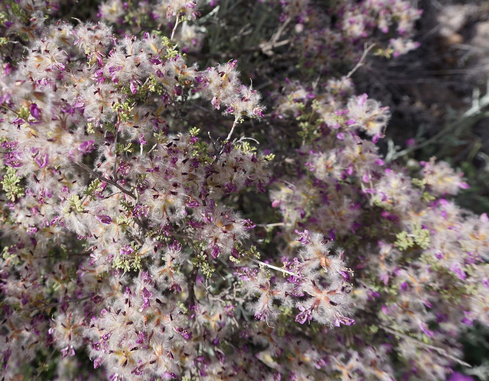 SOUTH MANCHACA REMODEL