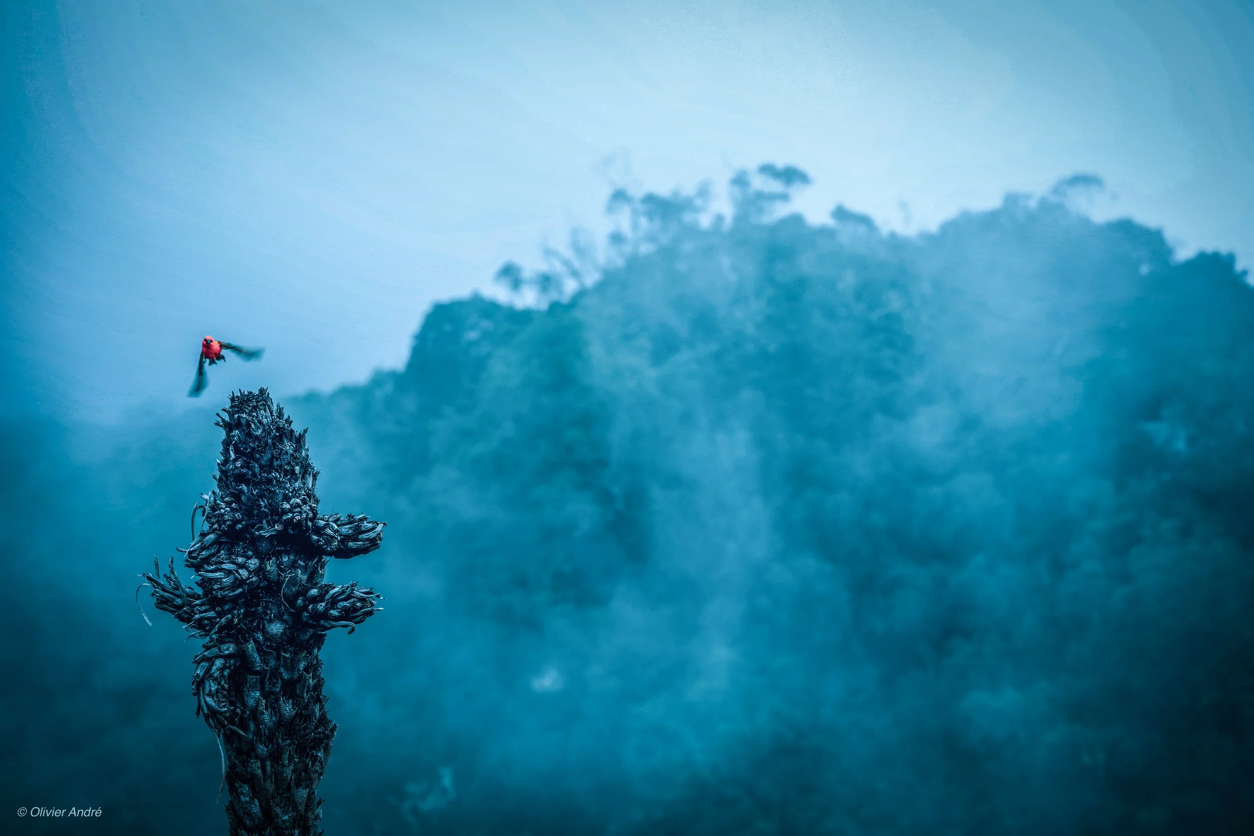 Le Cardinal, gîte de Bélouve, Reunion