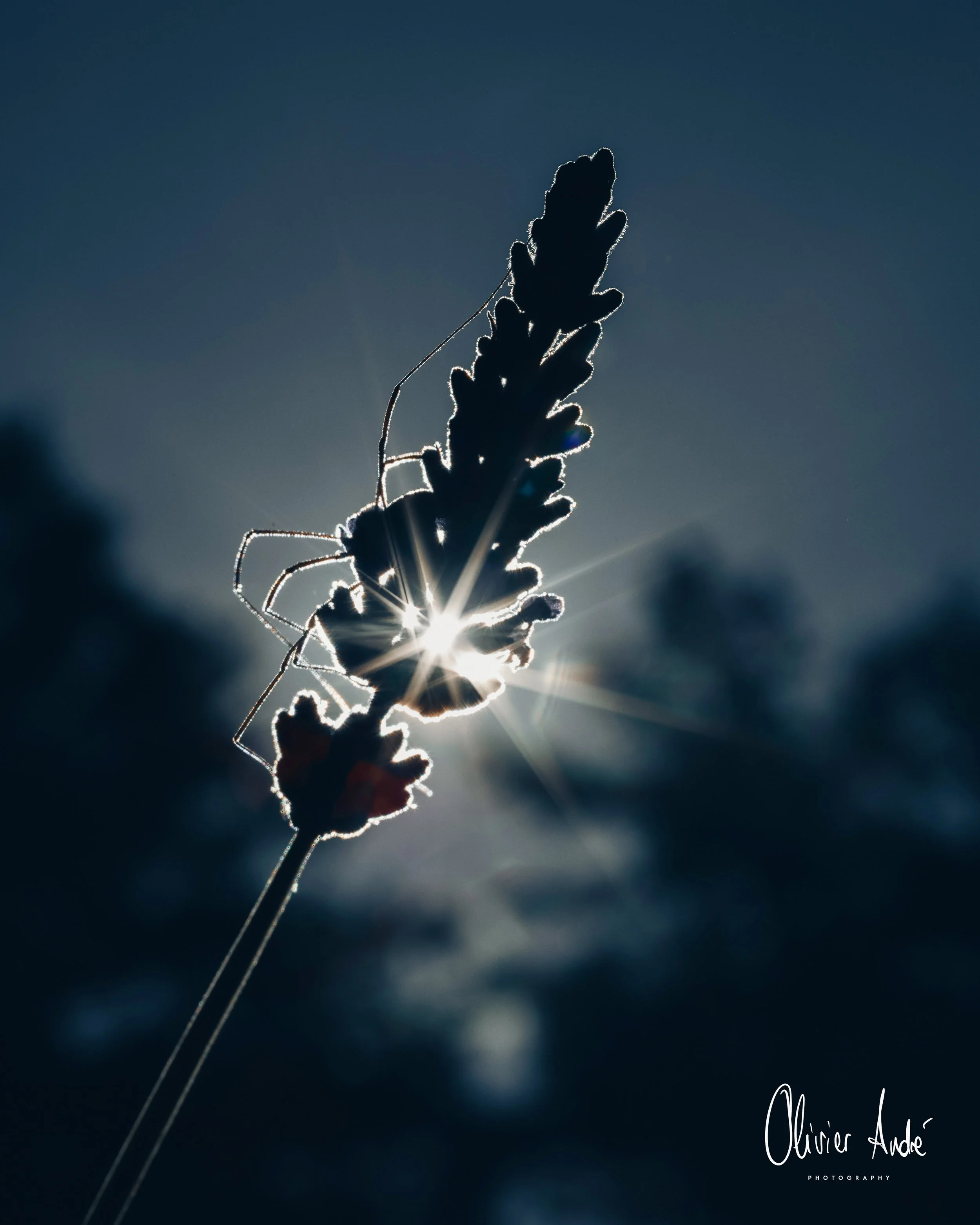 IMG_8665.jpeg