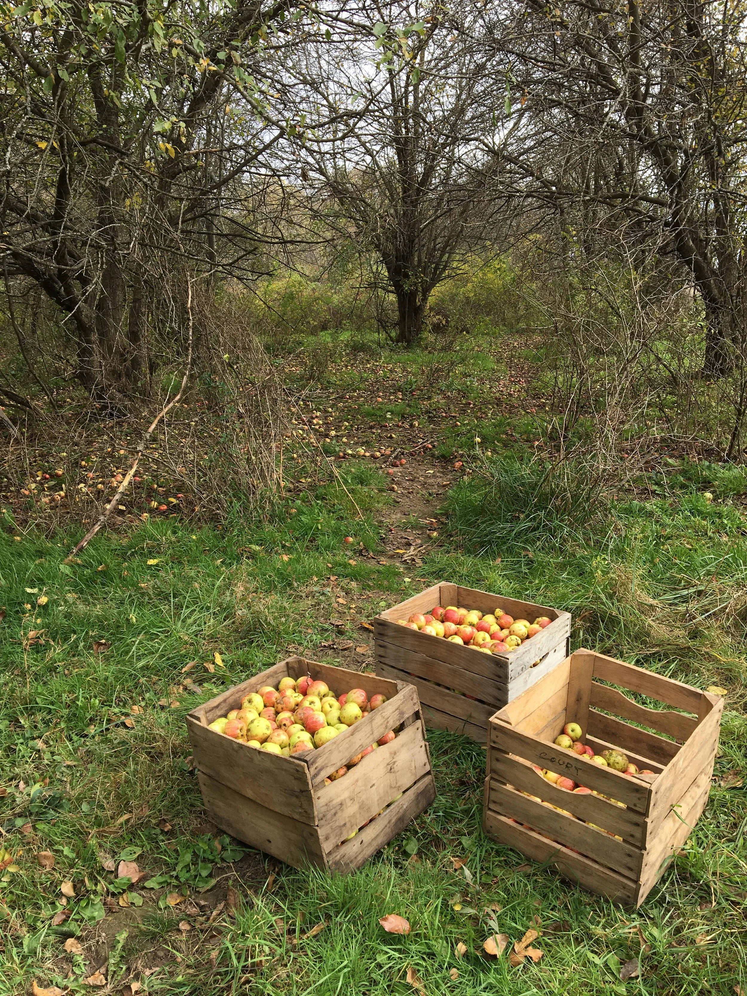 Above: A cluster of wild apple trees that provided a couple bushels of apples.
