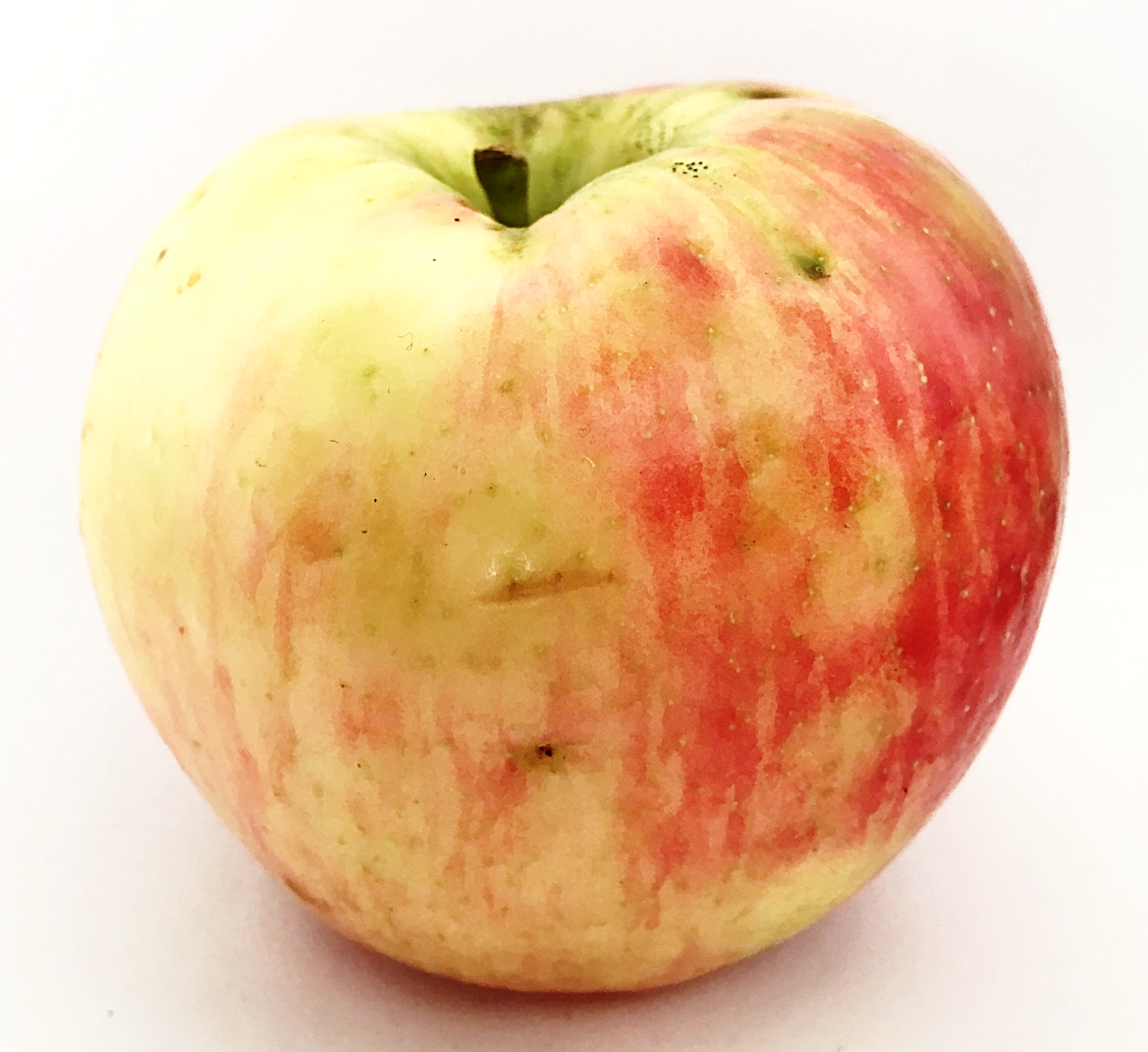 Honeycrisp Apple Cider Evaluation