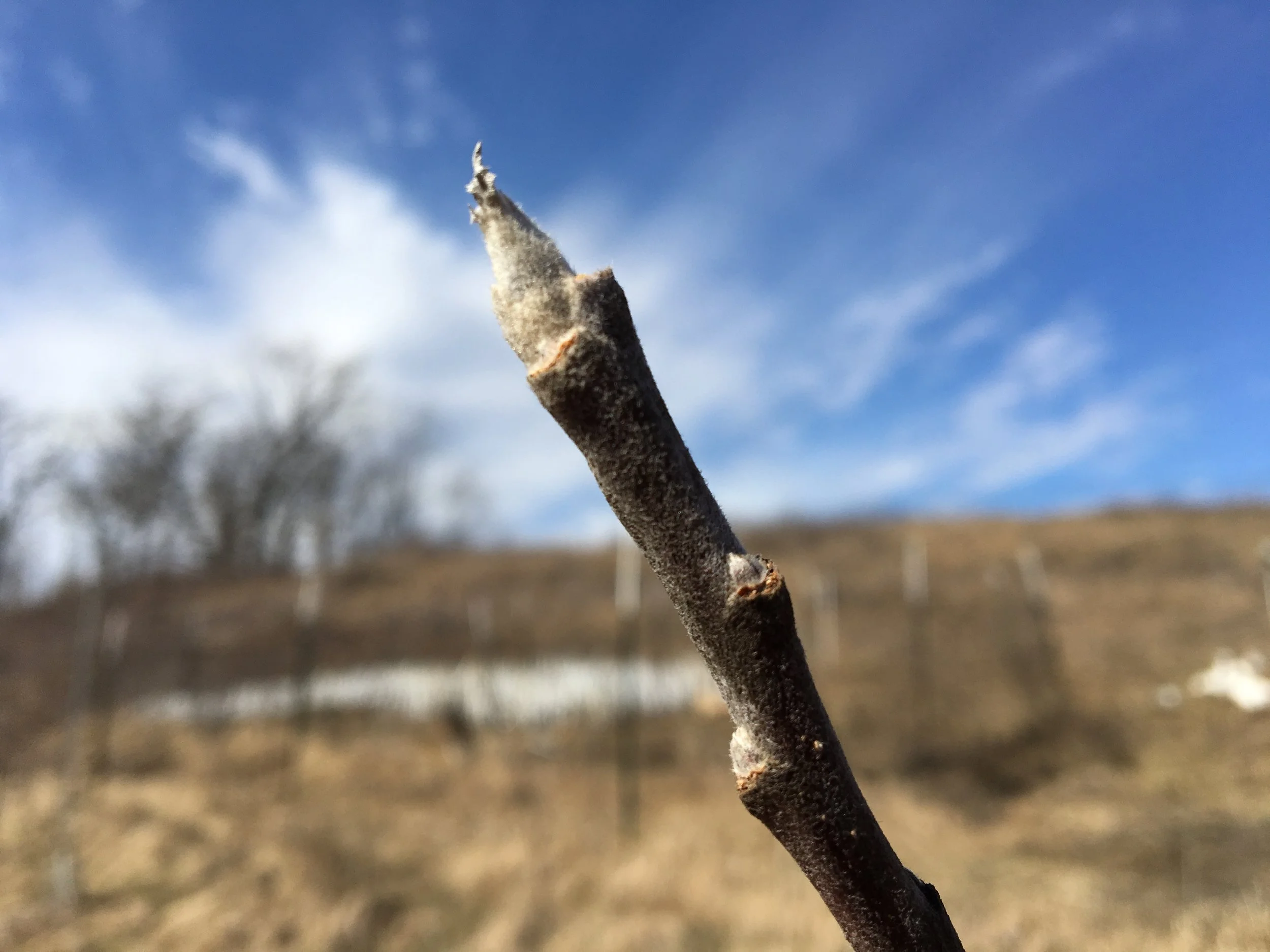 Apples and Climate Change
