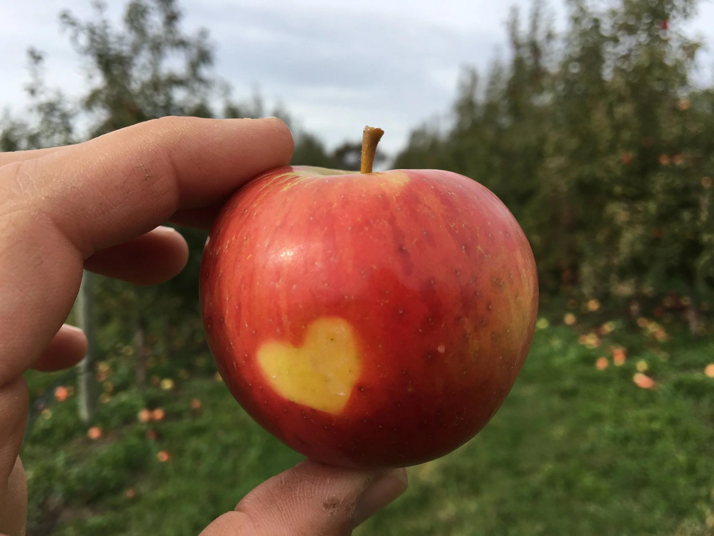 Sourcing Wisconsin Apples