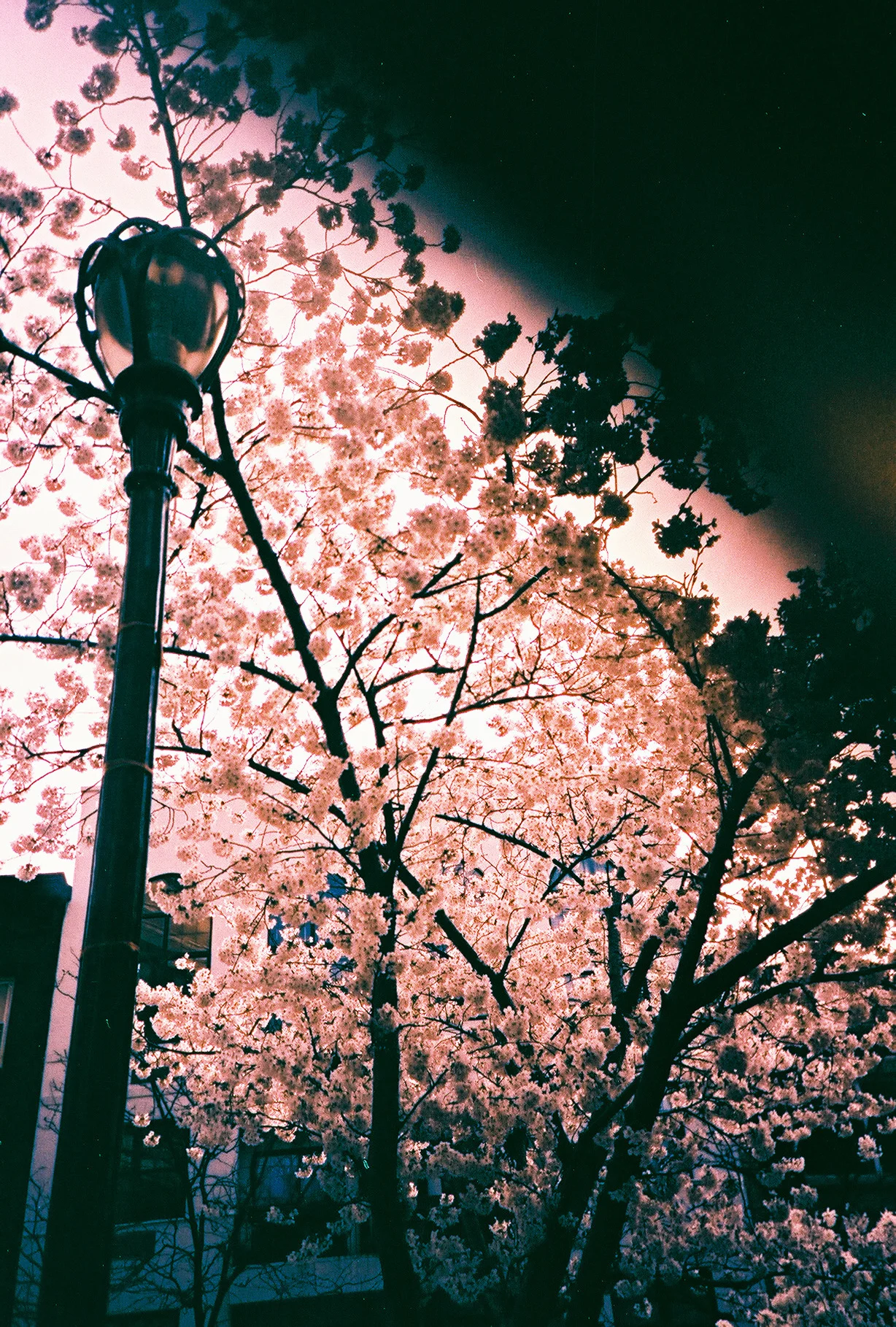 BLOSSOM.jpg