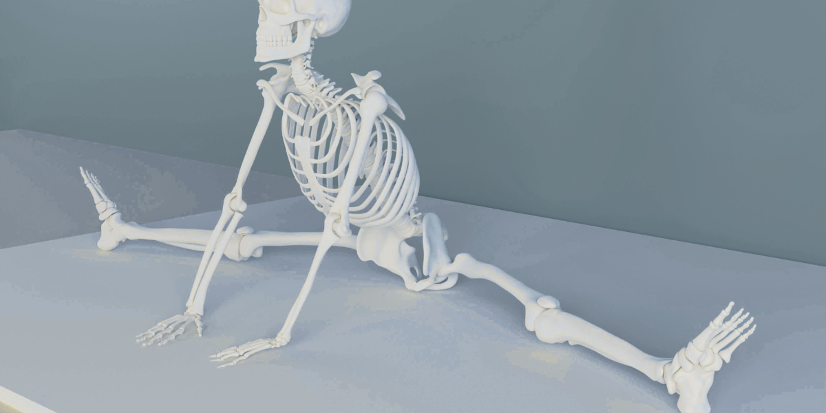 Functional Anatomy and movement.png