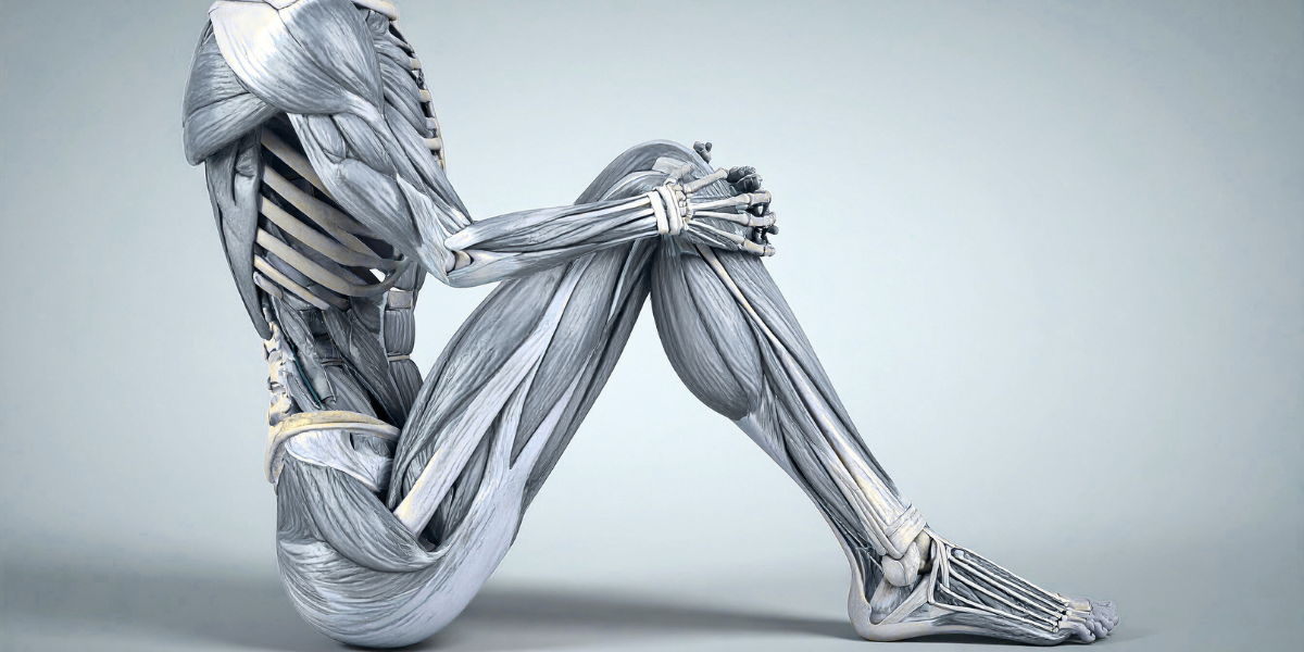 Anatomy Banner 3.png