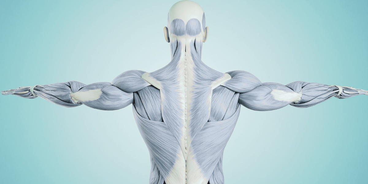 Functional Movement & Anatomy Course.png