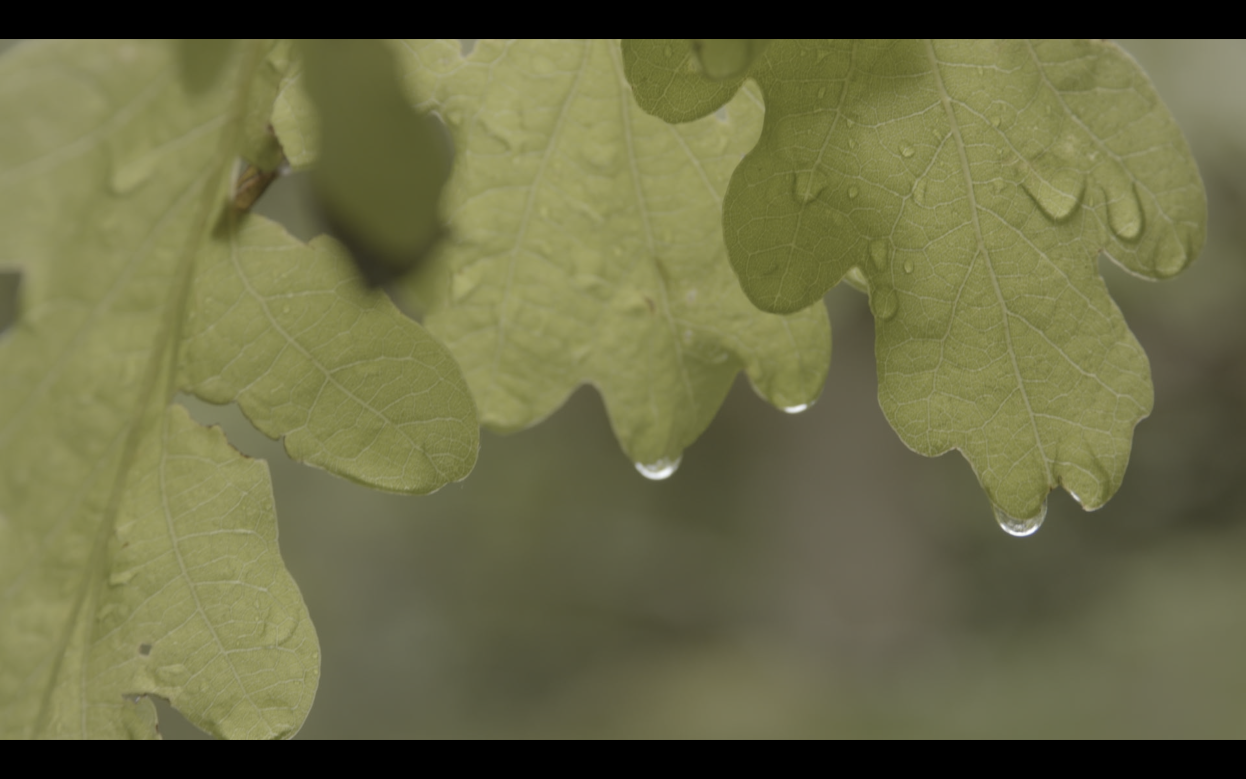 Screenshot 2021-06-08 at 12.36.17.png