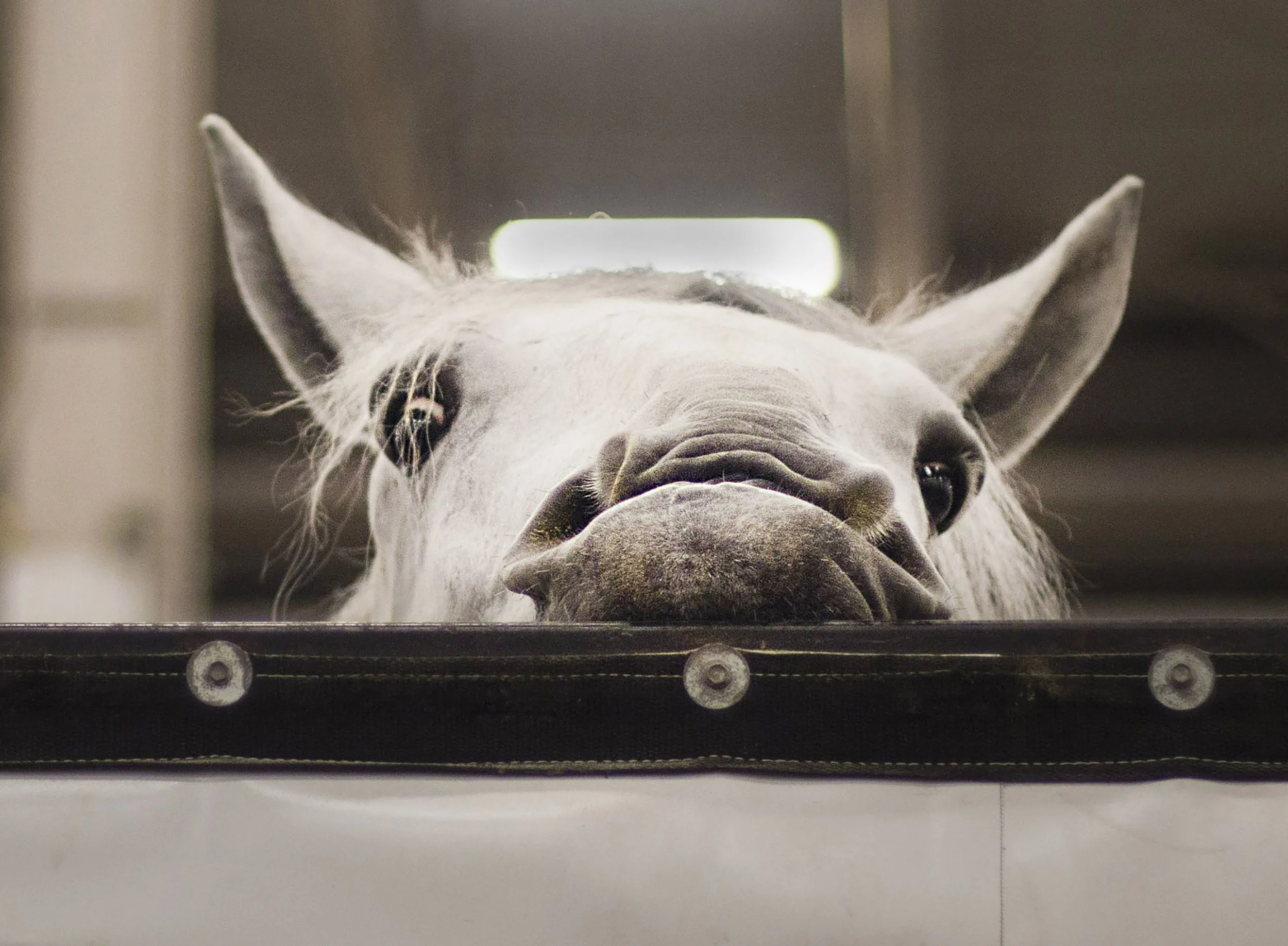  A large horse peaks over the stalls at the Indianapolis State Fair, Aug 15, 2017, during the large horse show. Large horse breeds such as percherons, belgians, clydesdales, and friesian pull a carriages in a team of 8 horses and one driver to compet