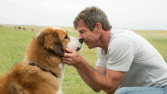 A Dog's Purpose: Movies in the Parks