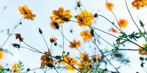 Restorative Yoga + Reiki for Vernal Equinox