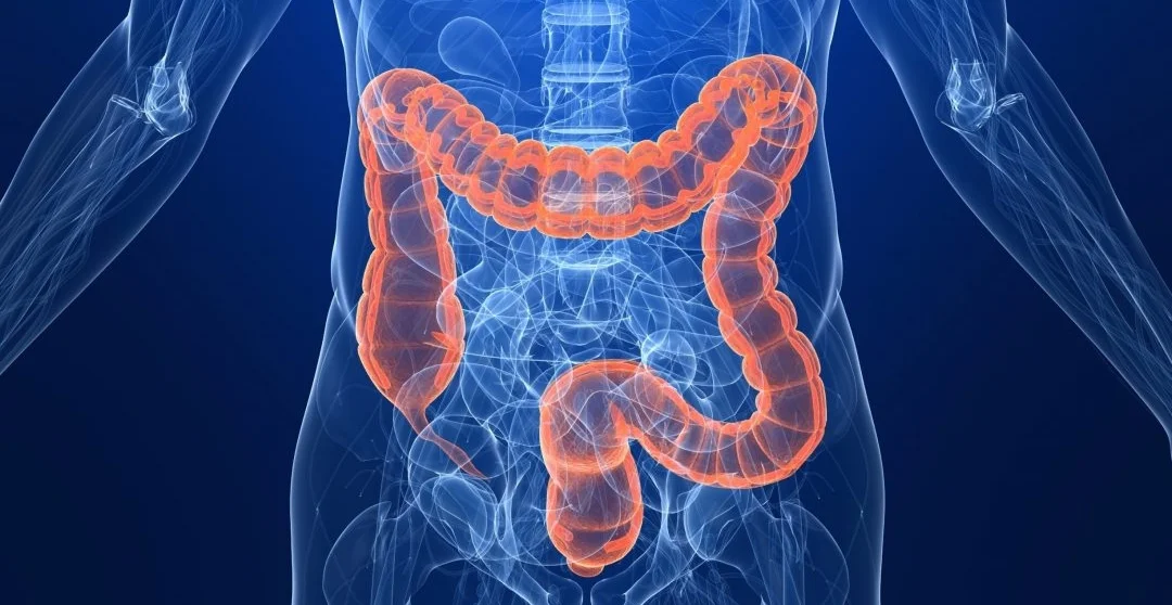 colon.jpg