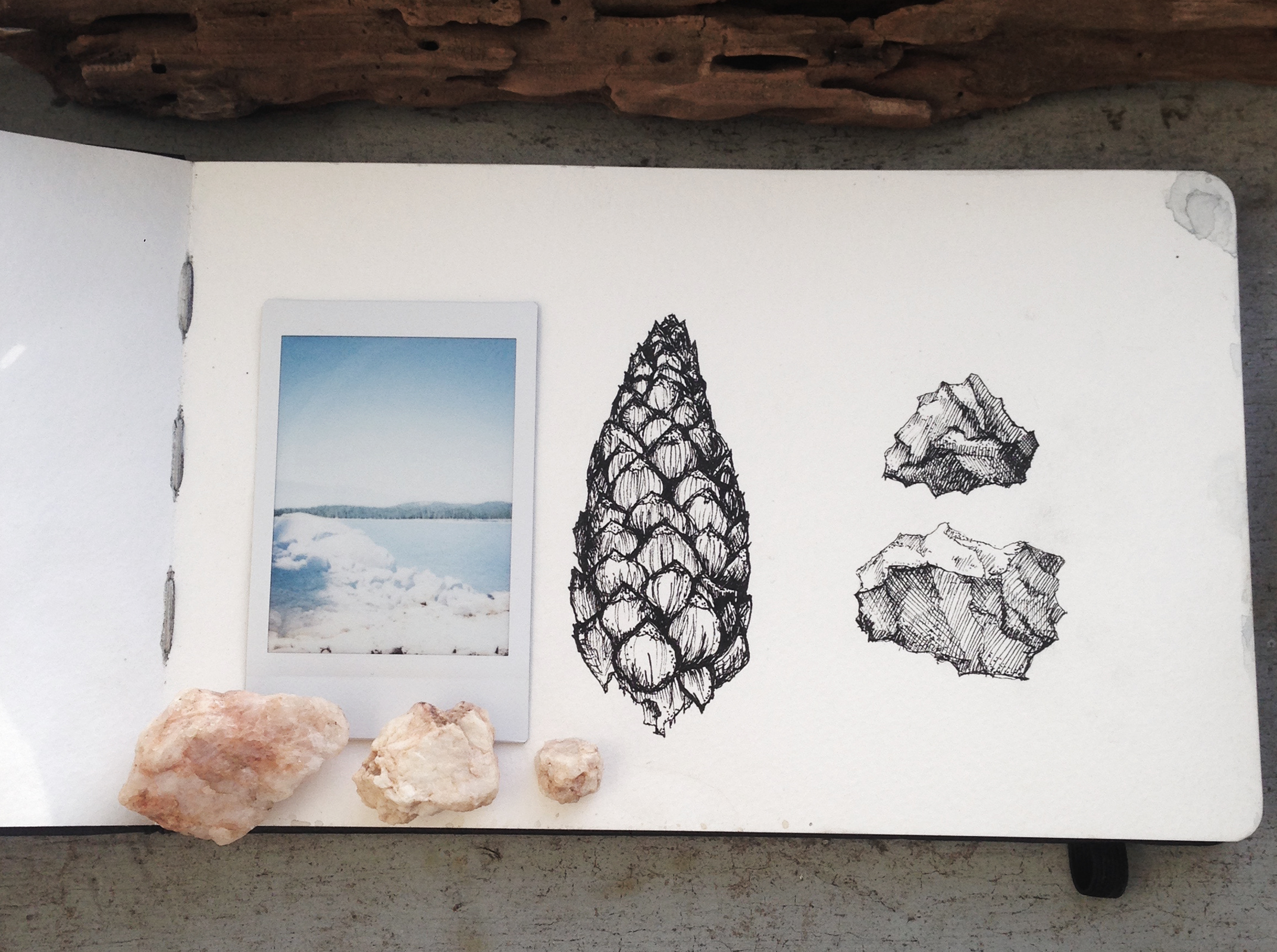 sketchbook page pinecone.jpg