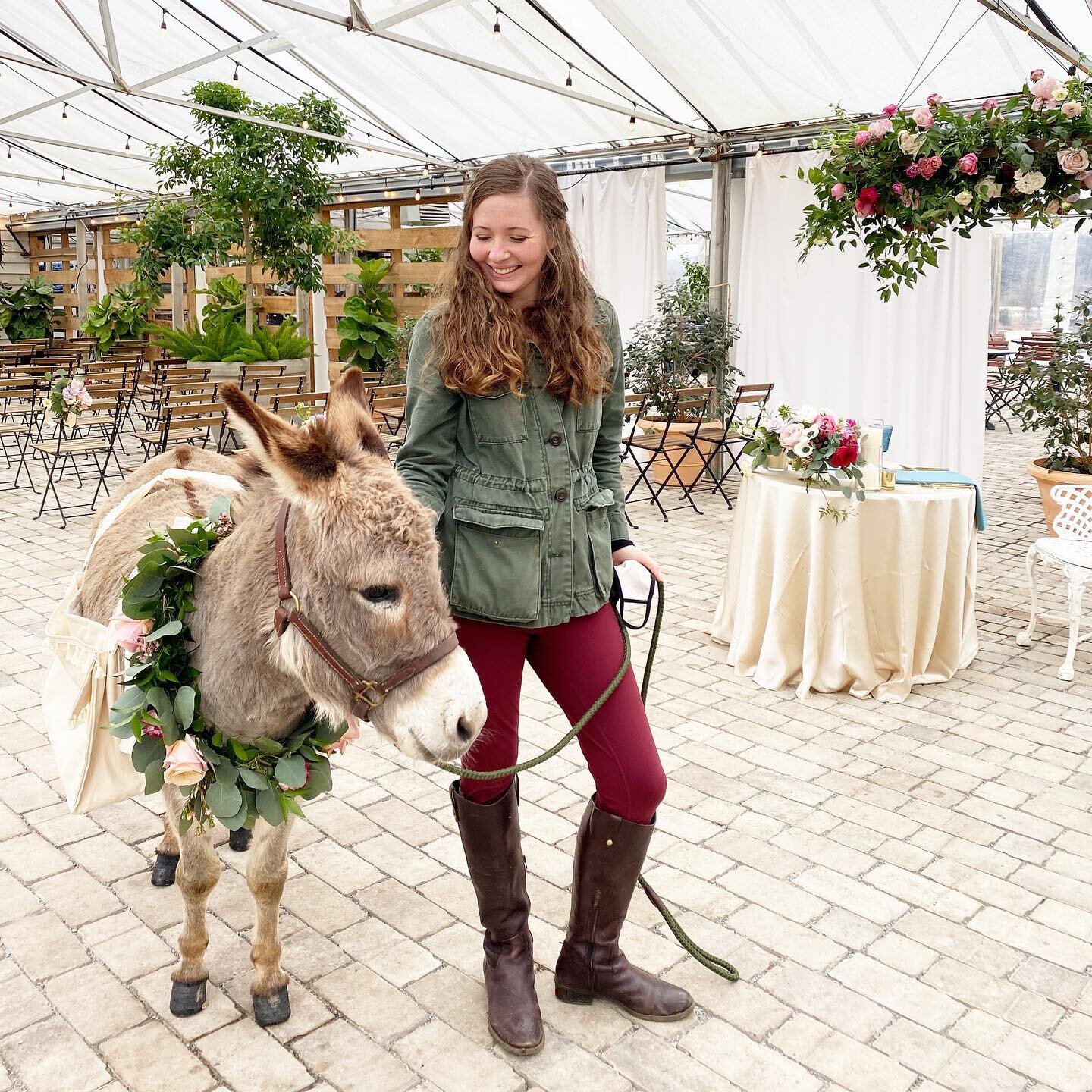 Yesterday was a one of a kind experience- I flowered my first miniature donkey!