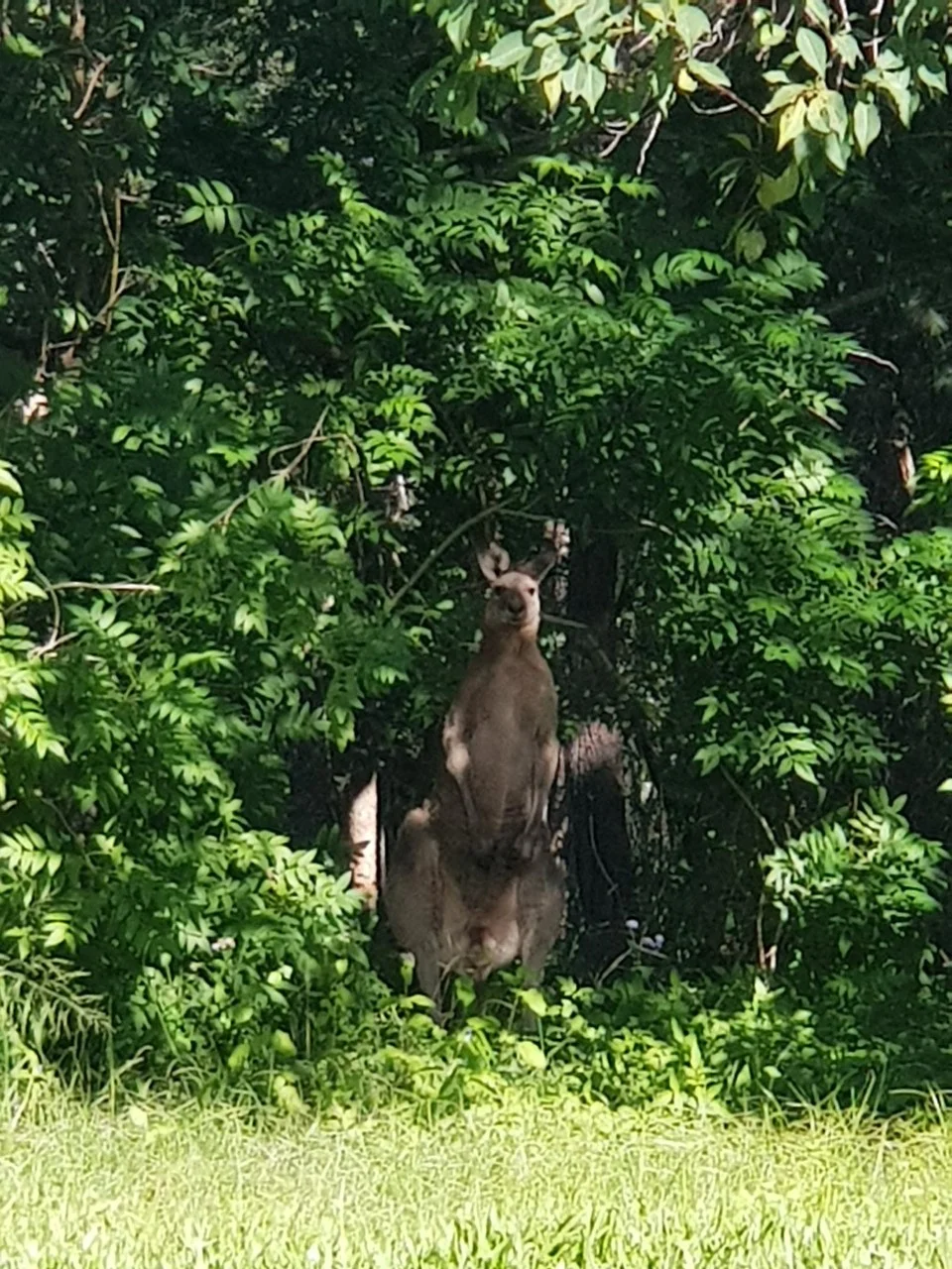 Kangaroo30April2018.jpg