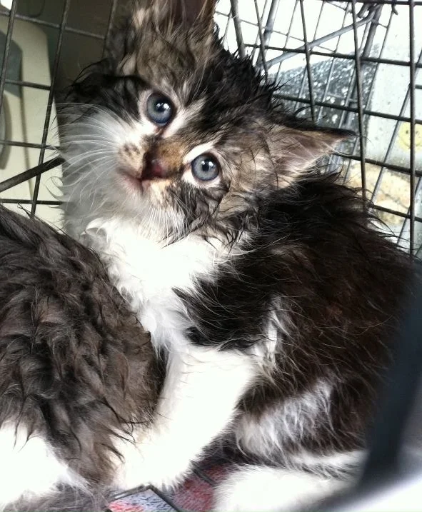 A 2013 rainy day rescue.