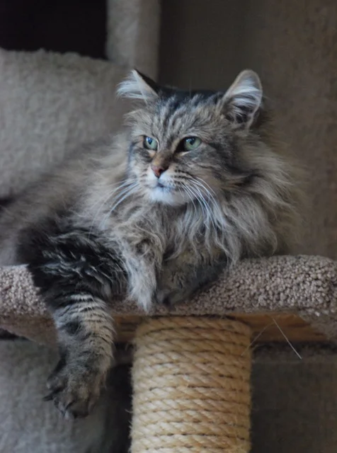If you don't want the chaos of kittens bouncing around your house, consider fostering an adult or special needs cat. Like Tasha, pictured here, many adult fosters just need a place to call home before finding their forever home.