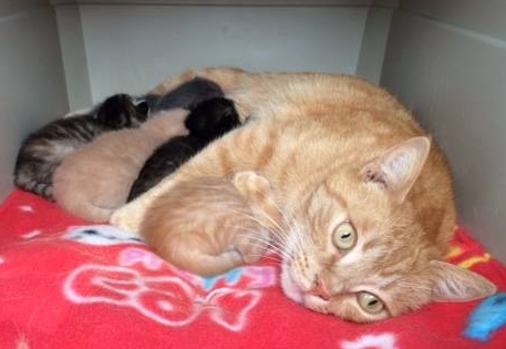 Your female cat does NOT want to help you or your kids experience the miracle of birth.