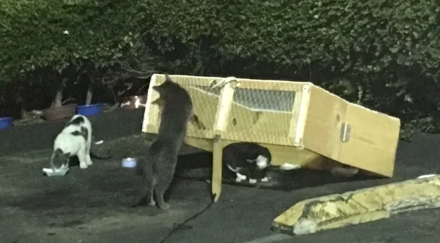 Our drop trap in action