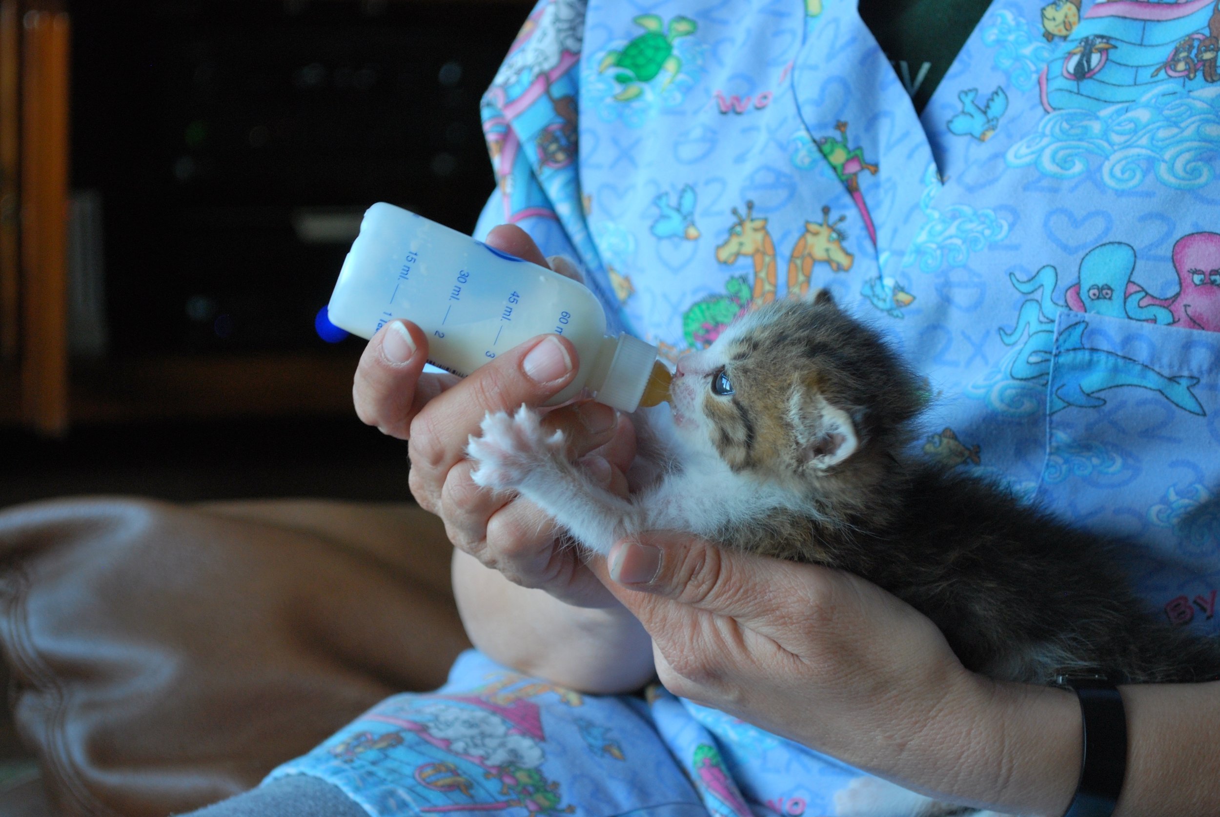 The proper way to feed a kitten (upright and not on their back)