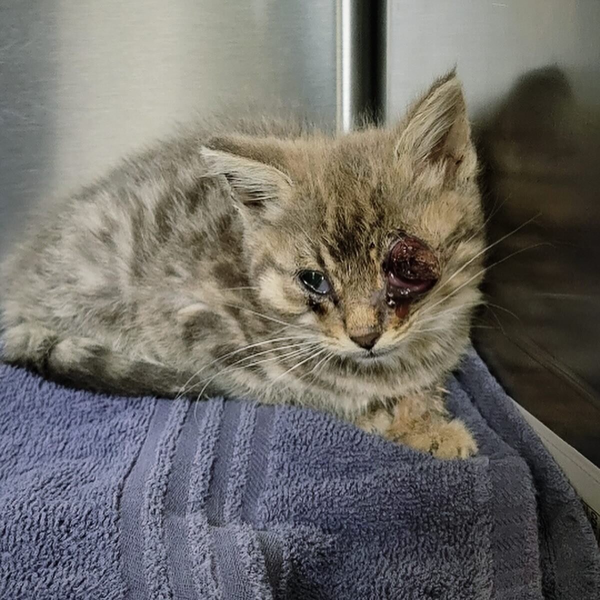 Donate to help sweet Mazrith receive surgery. ❤️
This sweet kitten was found with one of its eyes severely infected after it was hurt. The eye must be removed so Mazrith can heal &amp; live out a happy, healthy life indoors. We are asking for donatio