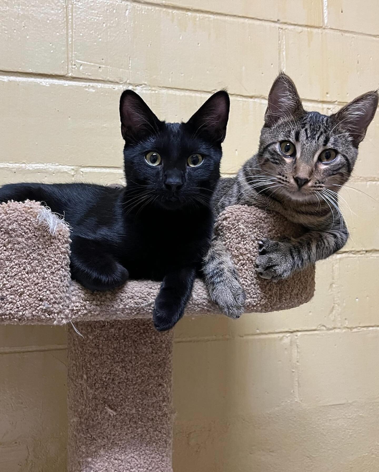 Bonded pair alert!! 
We have had these guys for so long, they deserve a home! They have been at Petco for months and have had little interest, and we don't know why because they are so sweet and fun! This is Benjamin and Leonard! They are playful and