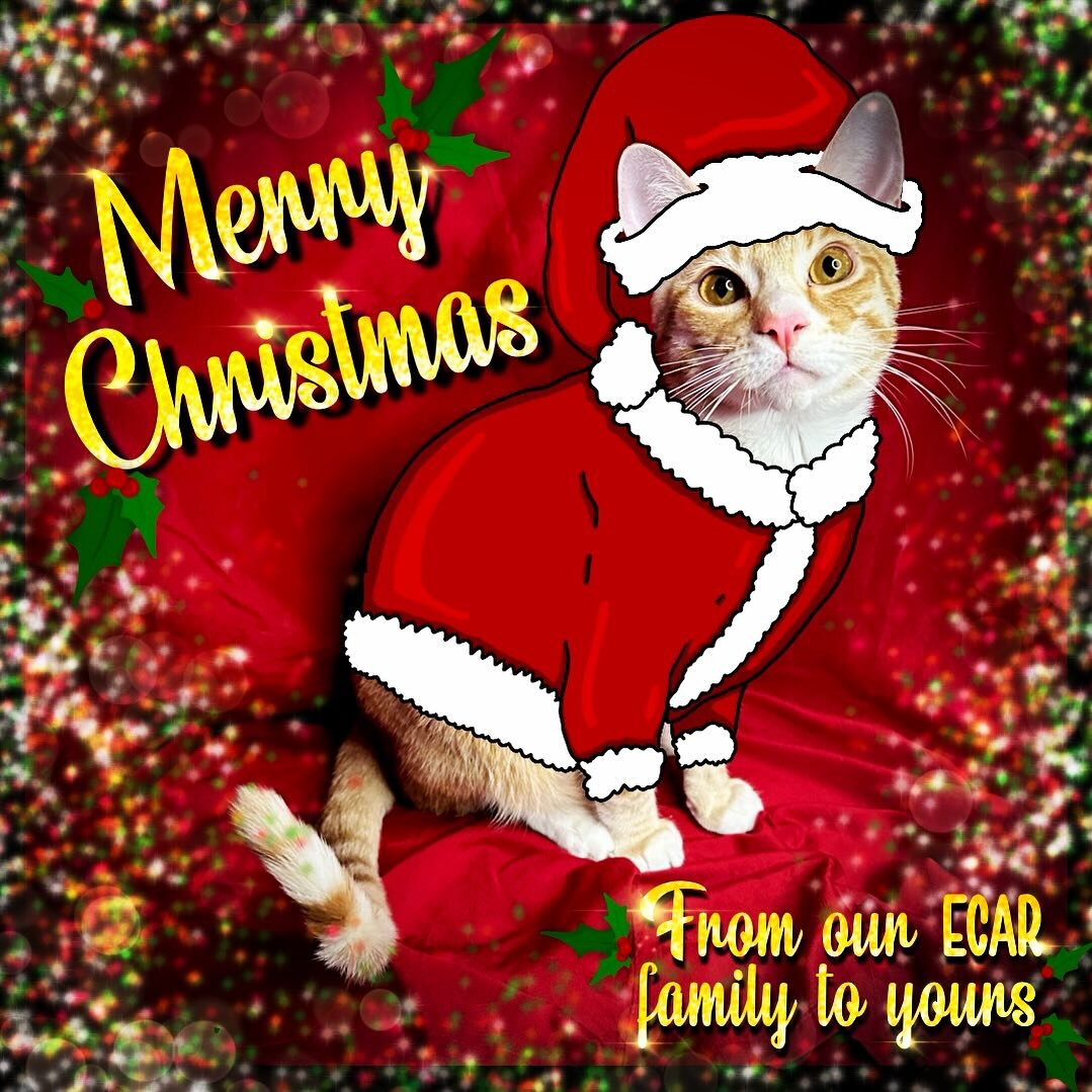 Merry Christmas from our ECAR family to yours ❤️🐈&zwj;⬛🎄

#adoptdontshop #spayandneuter #spayandneuteryourpets #spayandneutersaveslives #spayandneuteristhesolution #adopt #catsofinstagram #kittens #kittensofinstagram #adopts #adoptables #adopt #ado