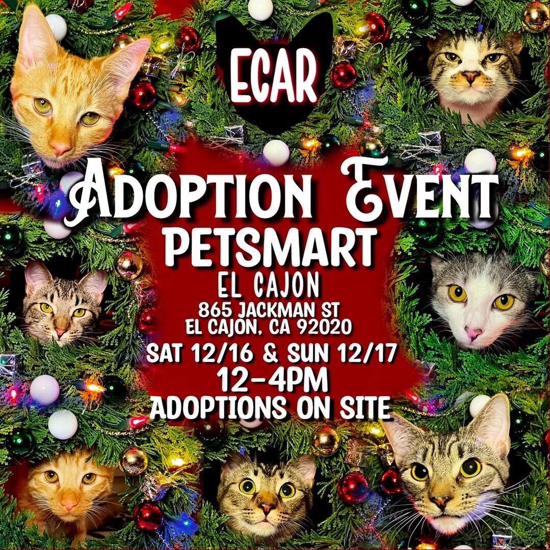 🎄ADOPTION EVENT🎄 2 days!! ❤️

December 16th AND 17th from 12-4pm at Petsmart El Cajon, address below.

Due to having so many kitties from the beginning of the season that are STILL looking for homes, this adoption event will be dedicated to our six