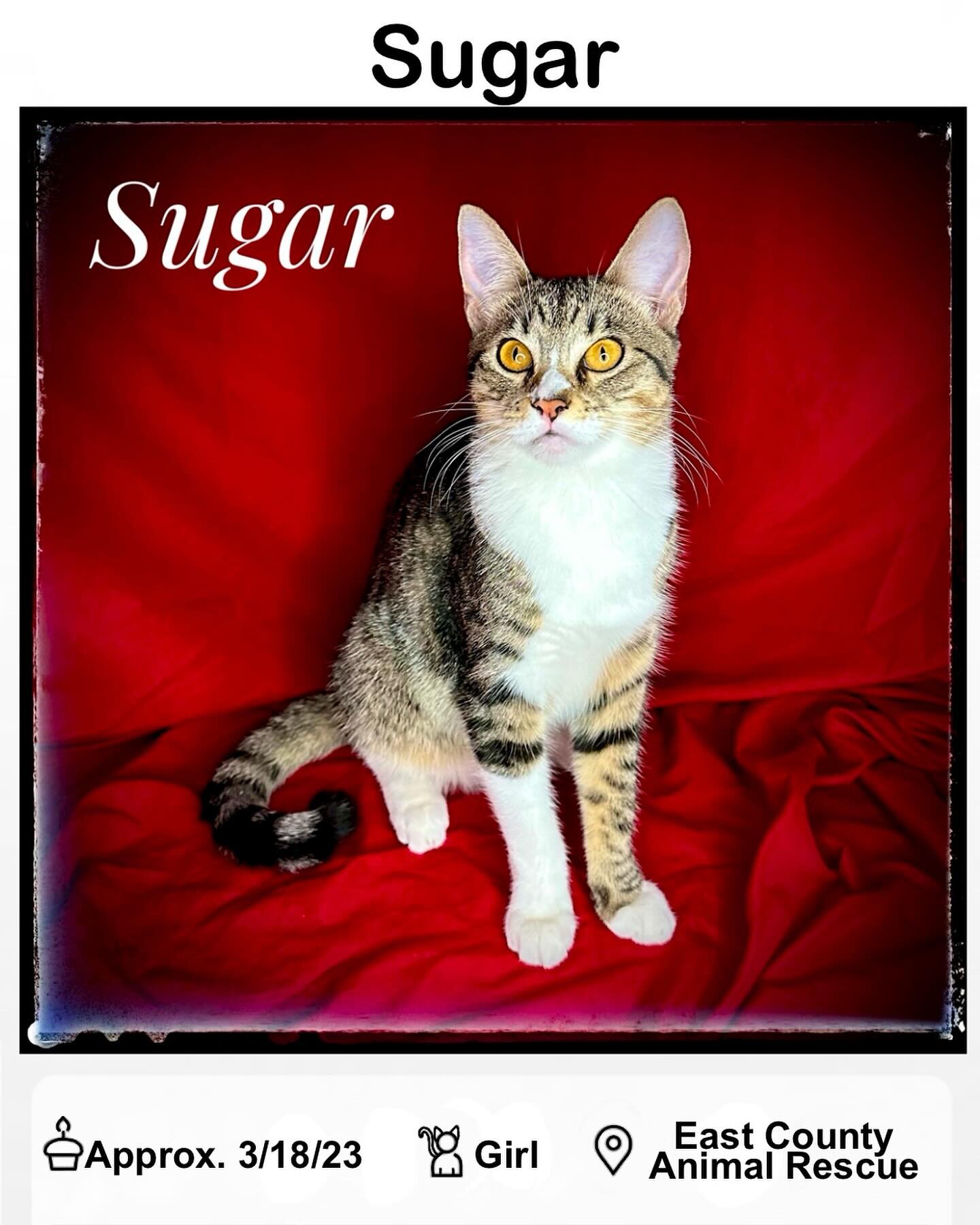 Sugar Sugar
Sweet baby Sugar looooves to snuggle. She&rsquo;s always the first to find a spot on your lap. You lay down and BAM Sugar is on your chest ready to get in a nap. She&rsquo;s a big fan of bird watching &amp; loooooves to play with her sist