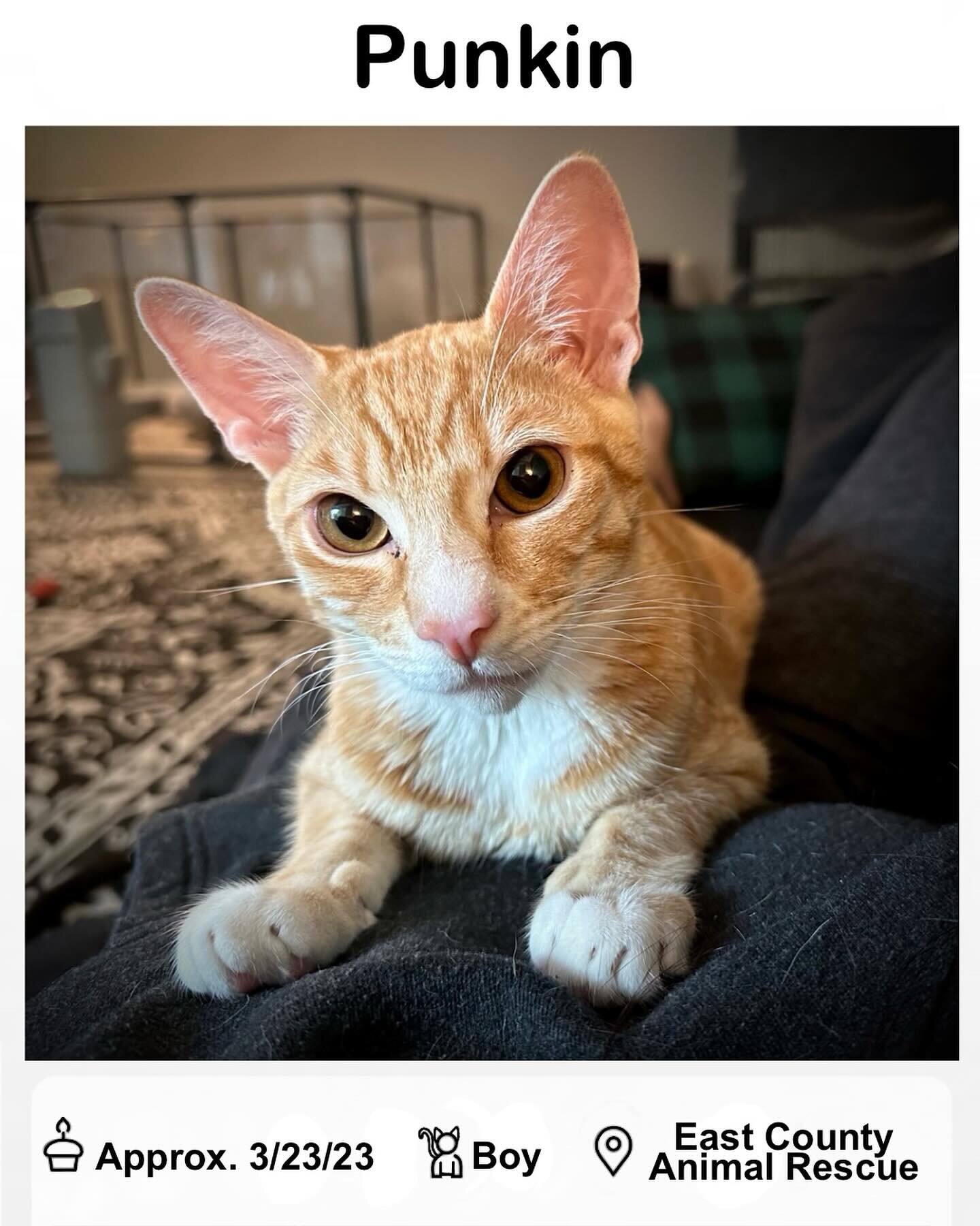 Puuunnkinn 🧡 This handsome young gentleman is looking to spice up your life. He wants to be your one &amp; only. He lets you know vocally he misses you &amp; would like snuggles. He rubs his face alllll over you. He&rsquo;s playful. And he&rsquo;s g
