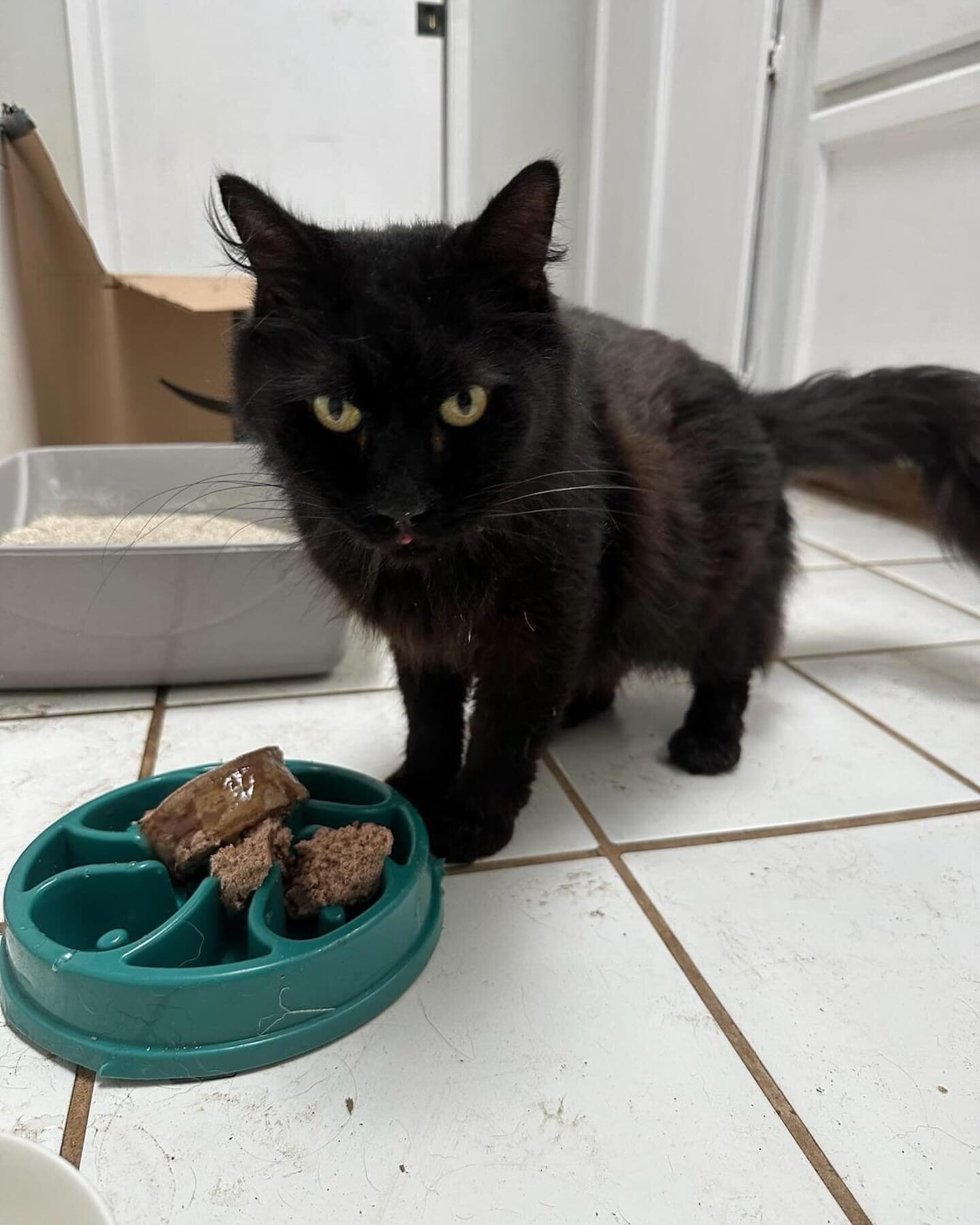 Help us help Tiger! This sweet gentleman is about 7 years old and has been hanging around a school while in pain and ill. The school wanted him off the property and, lucky for him, one of our fosters scooped him up while dropping off their children. 