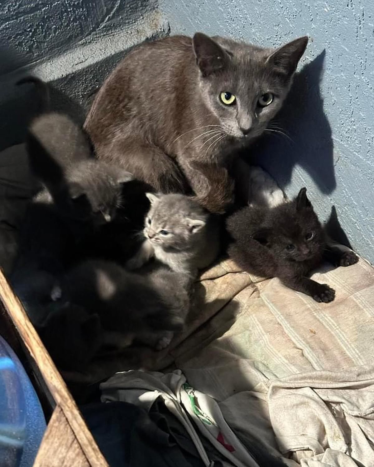 &ldquo;Hey can you guys help I have over 40 cats and kittens in my backyard&rdquo; 
If you feed cats in your area, you took on that responsibility,  which means you need to make a phone call or send an email for free resources to get those couple of 