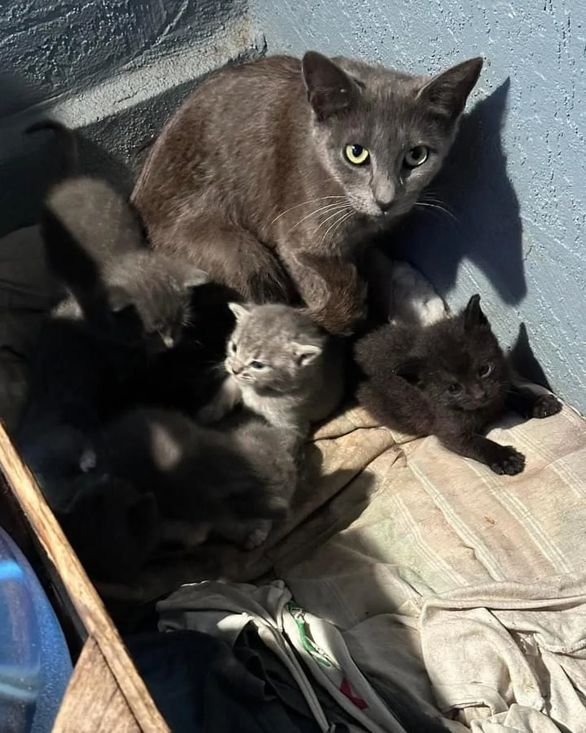 &ldquo;Hey can you guys help I have over 40 cats and kittens in my backyard&rdquo; 
If you feed cats in your area, you took on that responsibility,  which means you need to make a phone call or send an email for free resources to get those couple of 