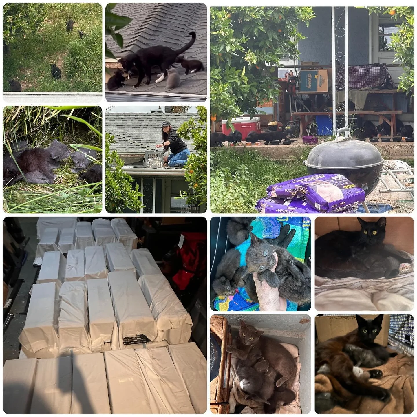 Why is TNR &amp; spay/neuter so important? Here is a prime example. In under 2 years 3 cats have turned into 80 cats &amp; kittens. This colony is primarily at one residence where they have food &amp; ideal hiding spots so they&rsquo;ve been able to 