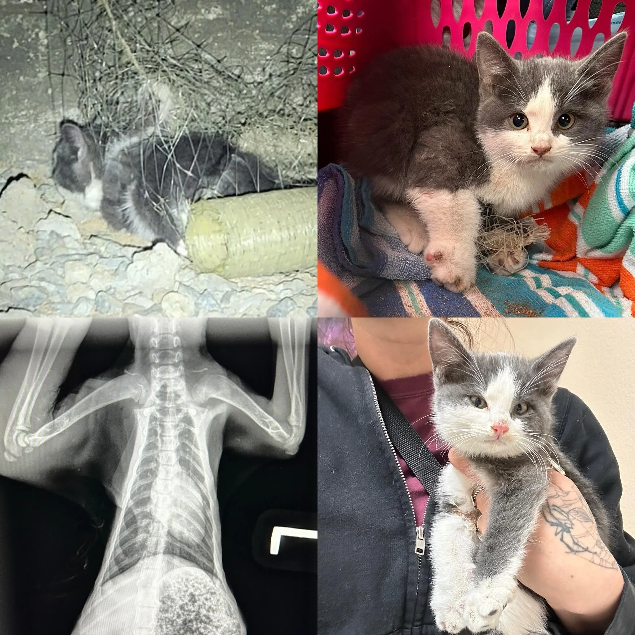 Meet Flower! We received a message at 8pm last night about a kitten meowing for 4 days in an apartment complex in Chula Vista. Unable to obtain more details at the time, our volunteers went out to assess the situation but had no luck finding the kitt