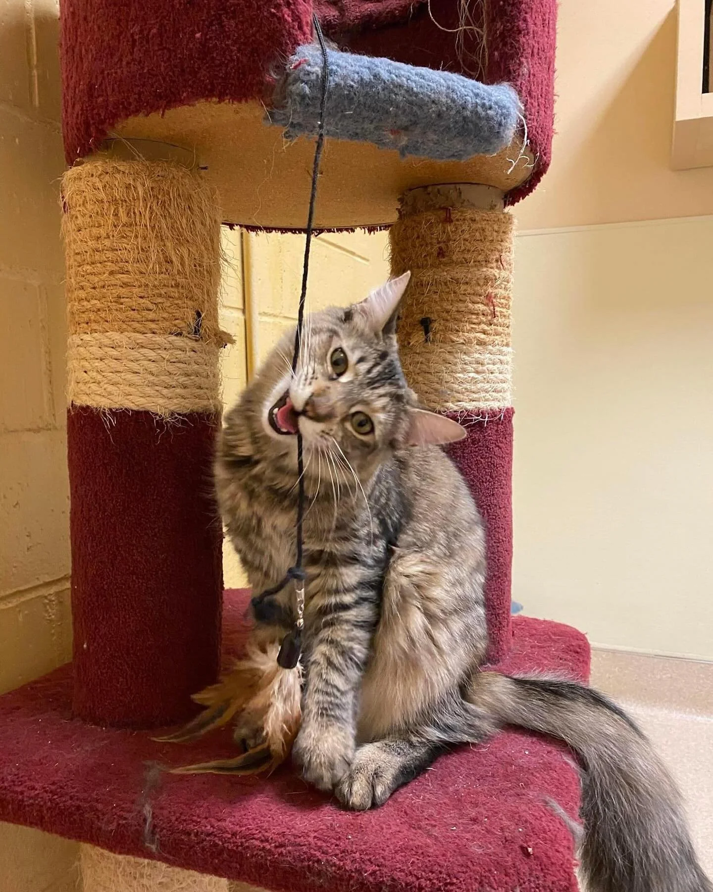This is Taylor!! 
She is very soft, she'll need regular brushing given her long fur. She likes to jump on backs if you bend over &amp; she'll try to hang out on your shoulder. She is very friendly &amp; playful! Taylor is currently at Petco 2nd stree
