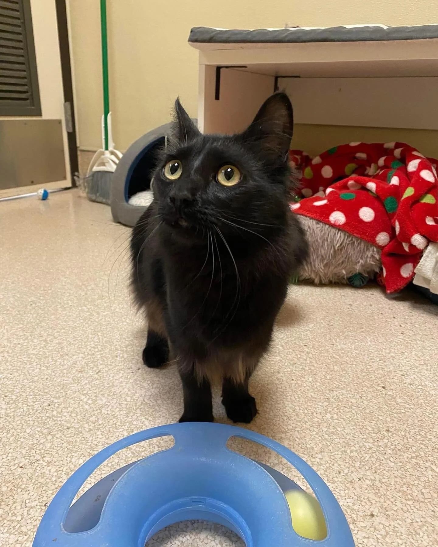 This is Bruno! 🐈&zwj;⬛
He's such a sweet boy, very friendly &amp; loves attention. Professional biscuit maker, enamored with feather wands &amp; pets. He is also very soft &amp; floofy like his sister Taylor &amp; will need regular brushings! Go see