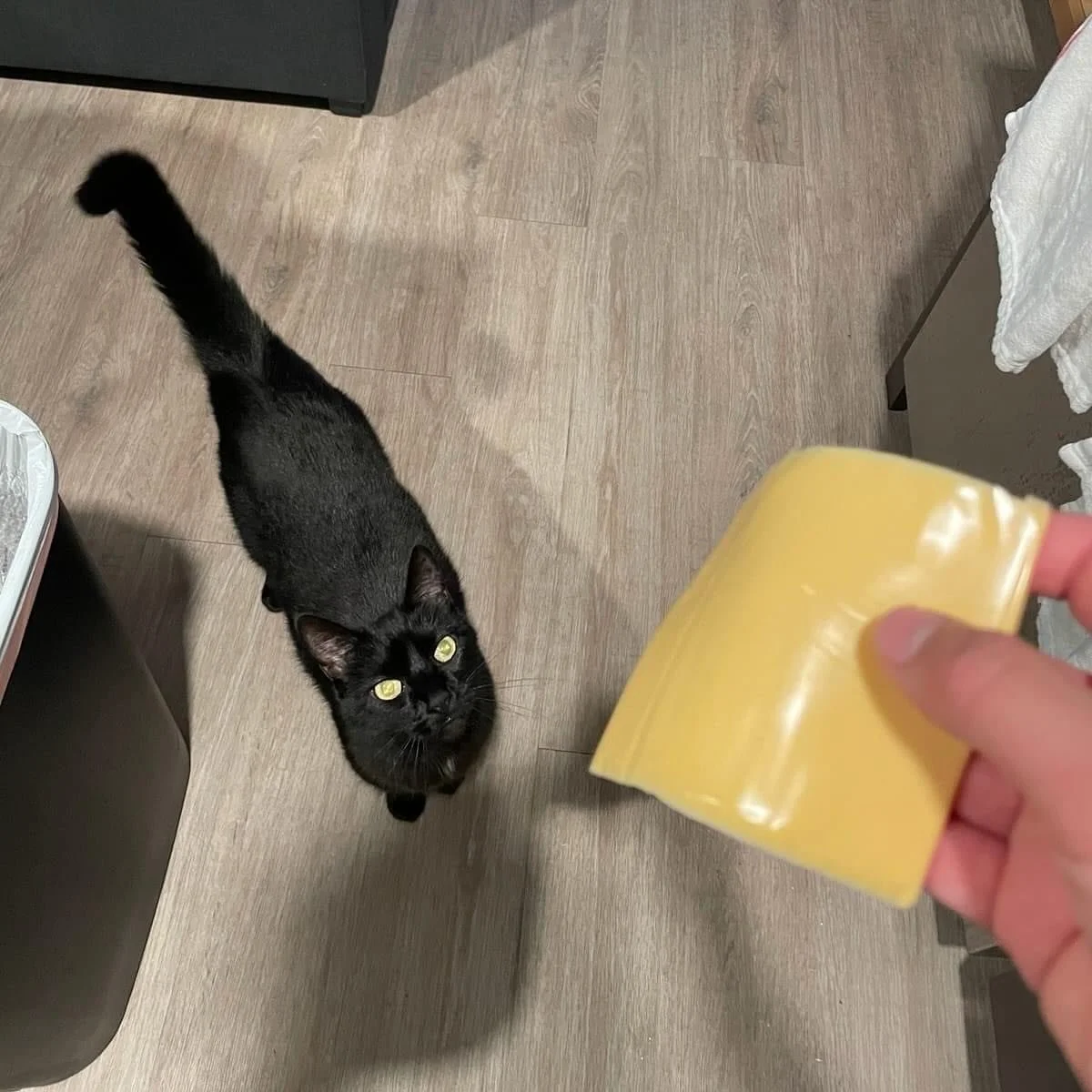 If you&rsquo;ve got cheese and snuggles covered, she&rsquo;s your girl! It&rsquo;s as simple as that! Sesame has been looking for her forever home for a while now and she is ready to join your family! Please think about adopting an adult during this 