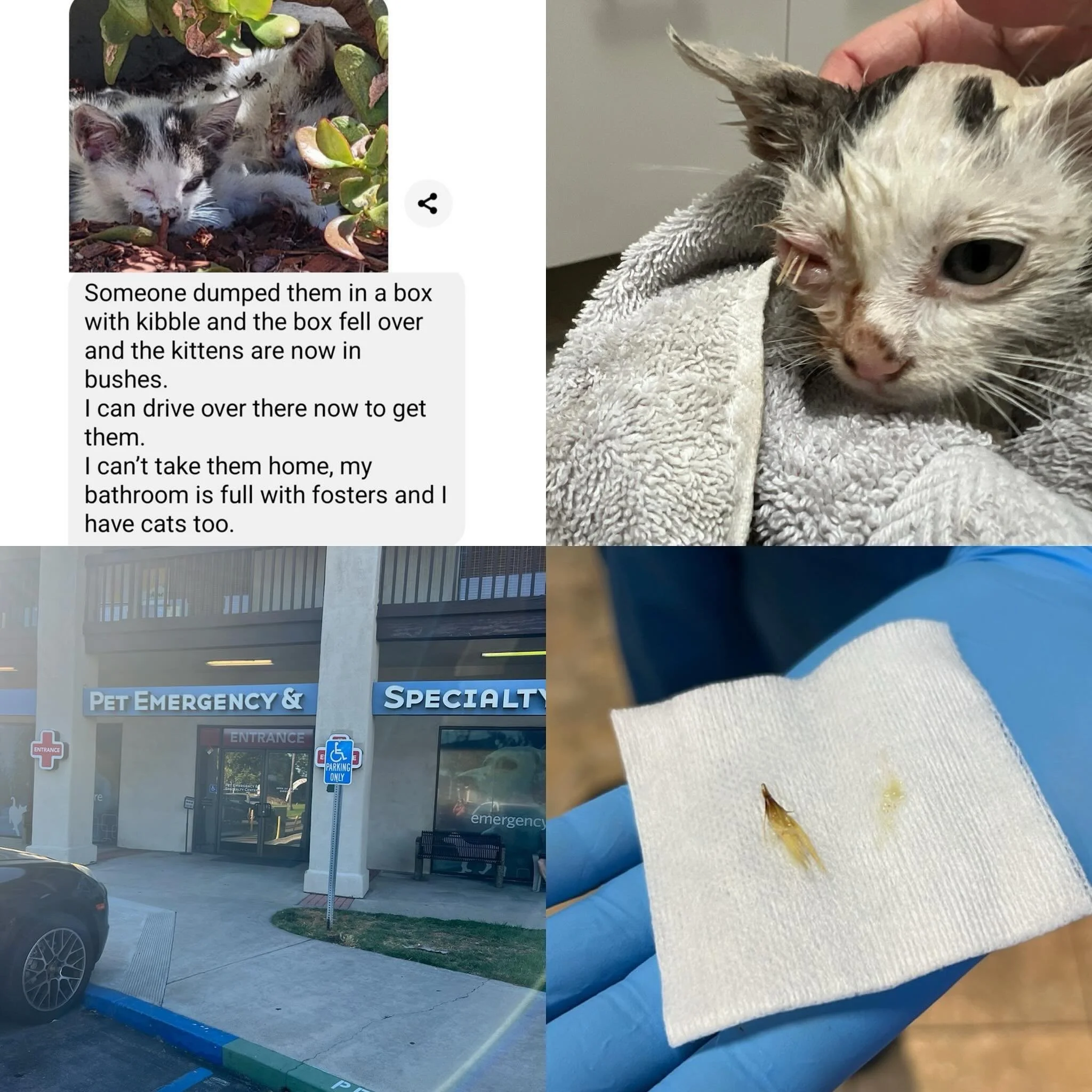 Thank you Pet Emergency &amp; Specialty Center La Mesa for coming through when we received this urgent plea about kittens dumped with a foxtail in one of their eyes! Even though we are SO full right now &amp; we&rsquo;re on an intake hold we could no