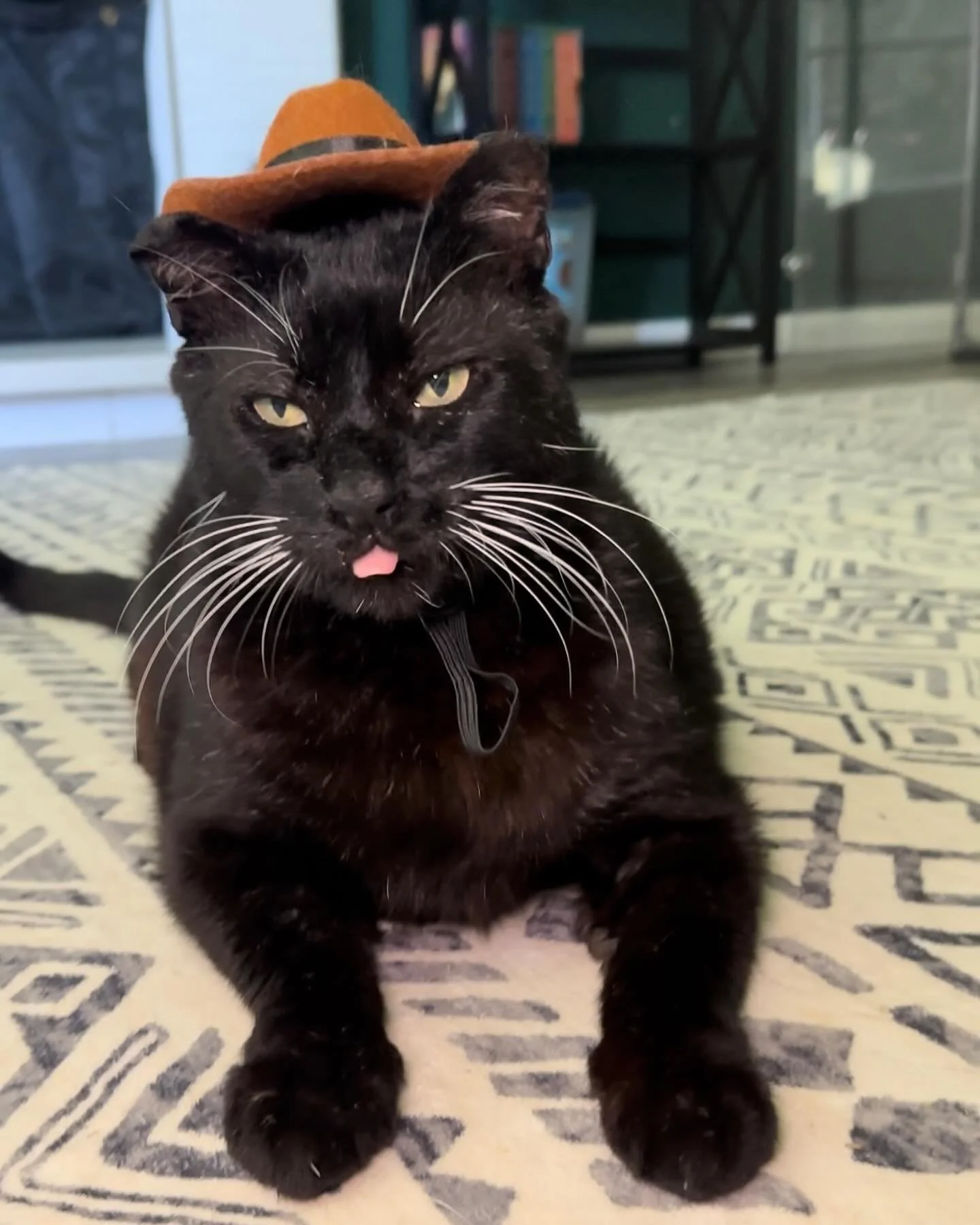 Meet Bubba! This BIG approximately 8 year old boy will steal your heart. In May we received a plea to humanely trap &amp; treat a community cat who was extremely ill &amp; suffering from an infected leg wound. His leg had a terrible skin infection fr