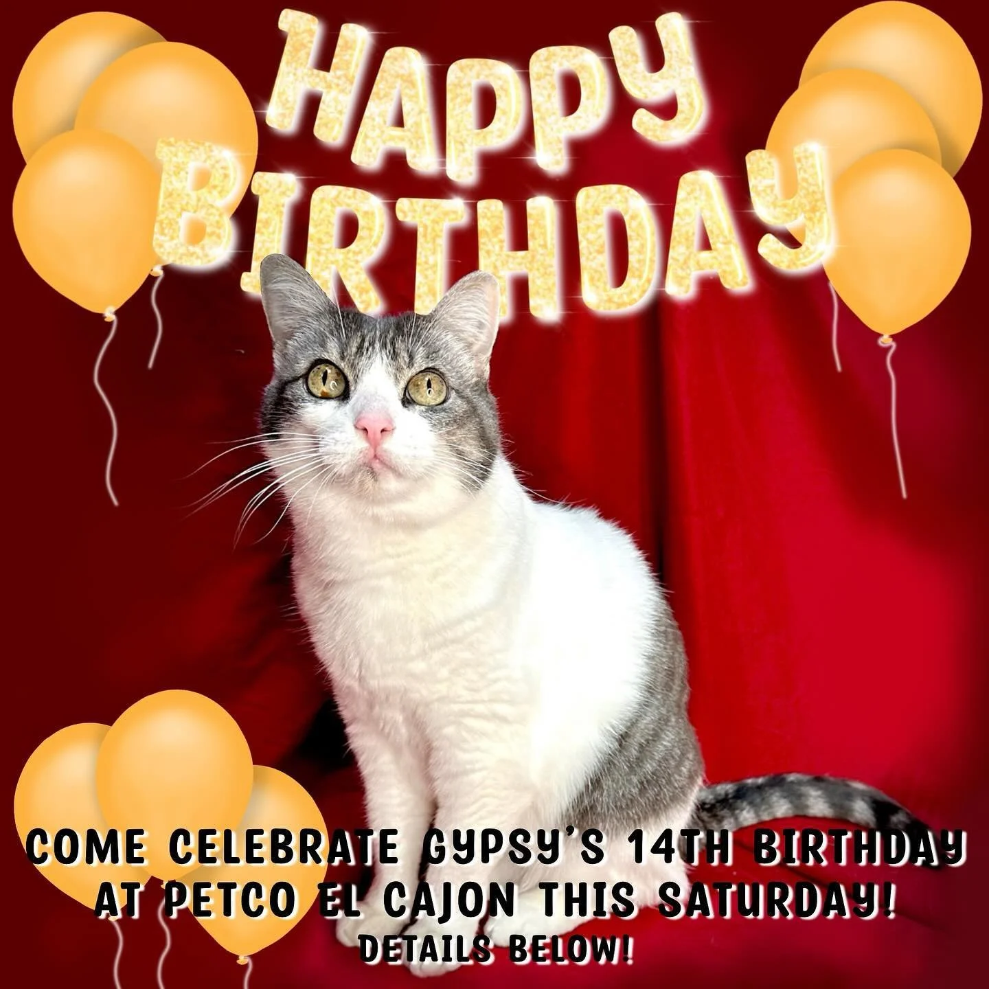 This Saturday August 3rd join us at PetCo El Cajon from 2-5pm to celebrate Gypsy turning 14 years young! Come by &amp; sign her birthday card &amp; grab a treat. 540 N. 2nd Street El Cajon 92021
Come show your support &amp; give Gypsy a Share so she 