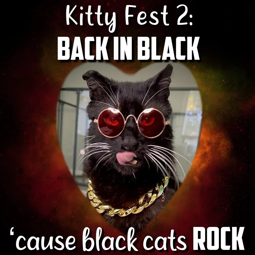 Kitty Fest 2: Back in Black 2 for 1 adoption promotion because black cats rock!

Did you know that black cats take longer to be adopted out than cats of other colors? These beautiful house panthers get a bad rap and we have no idea why! They are gorg