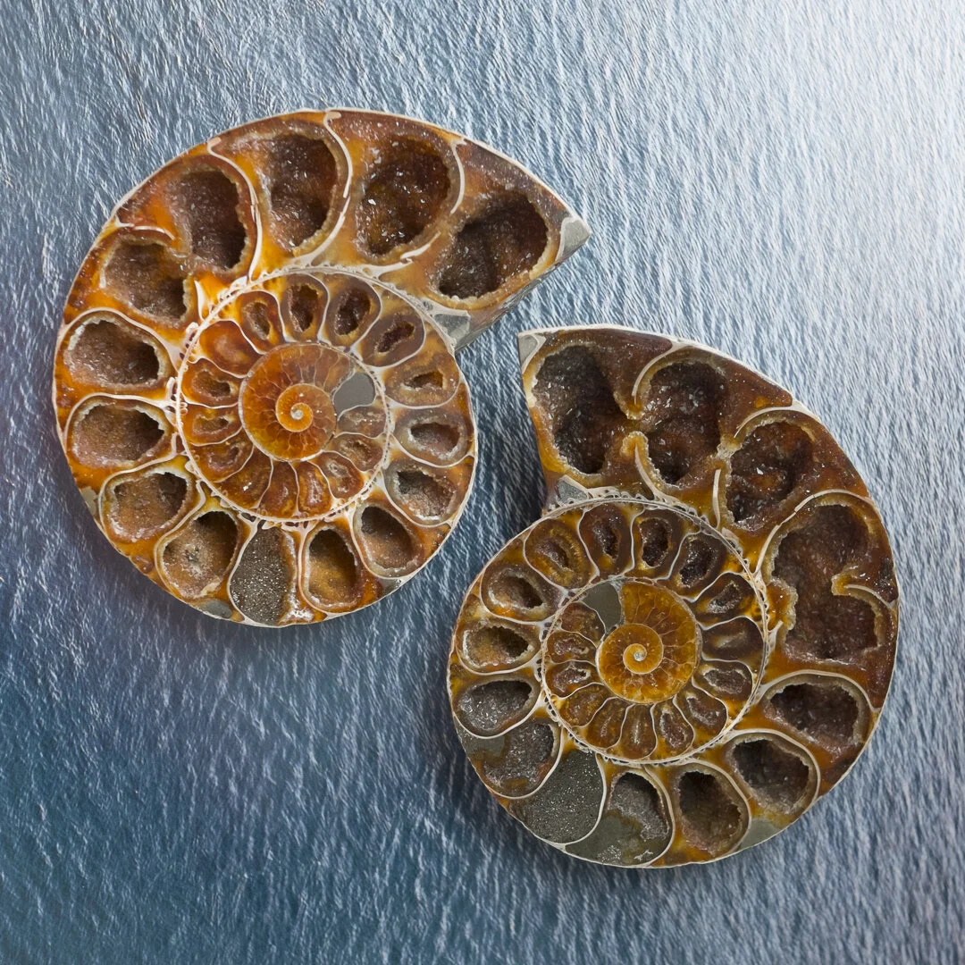 Ammonite Split Fossil