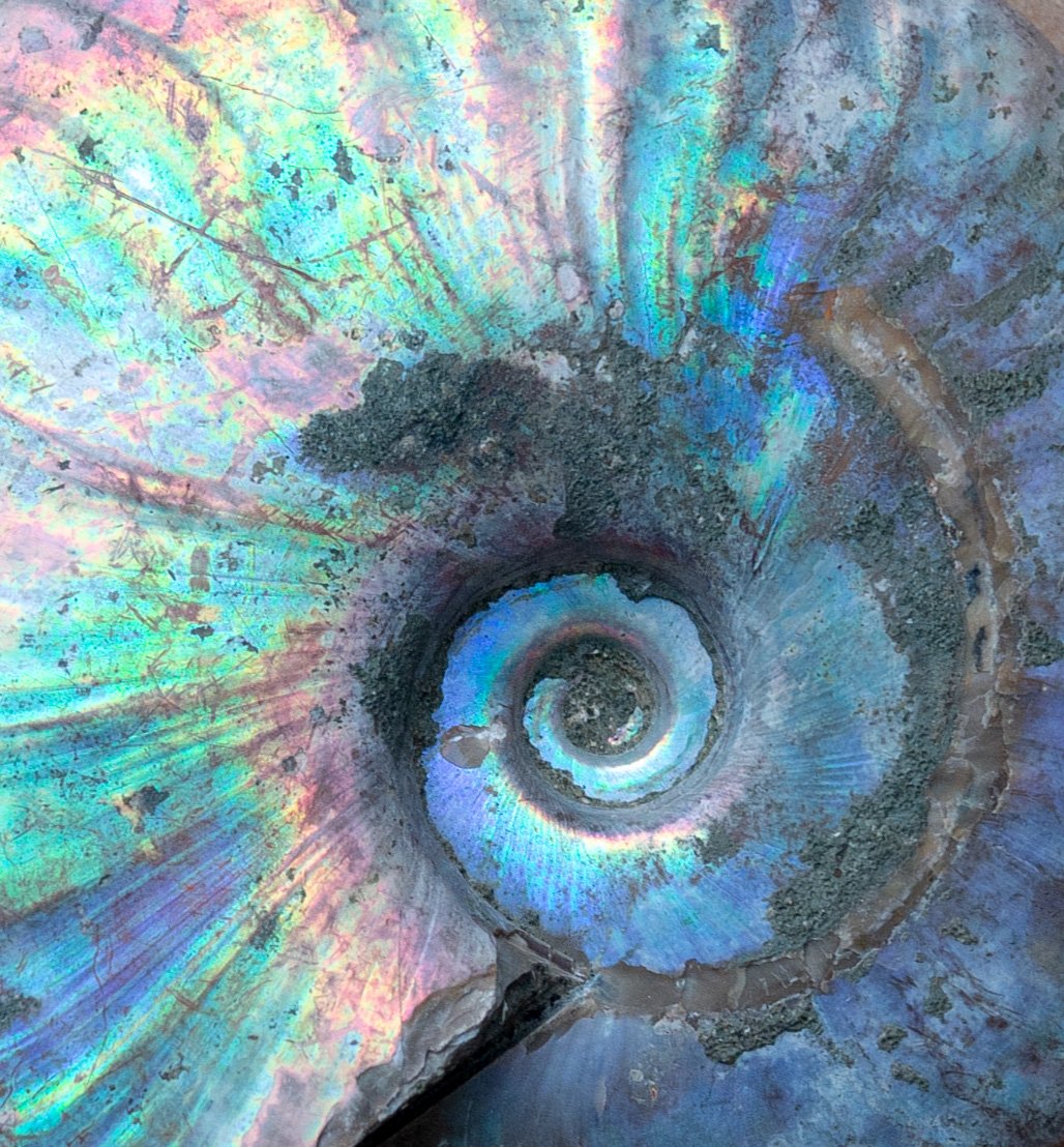 Ammonite - White Iridescent