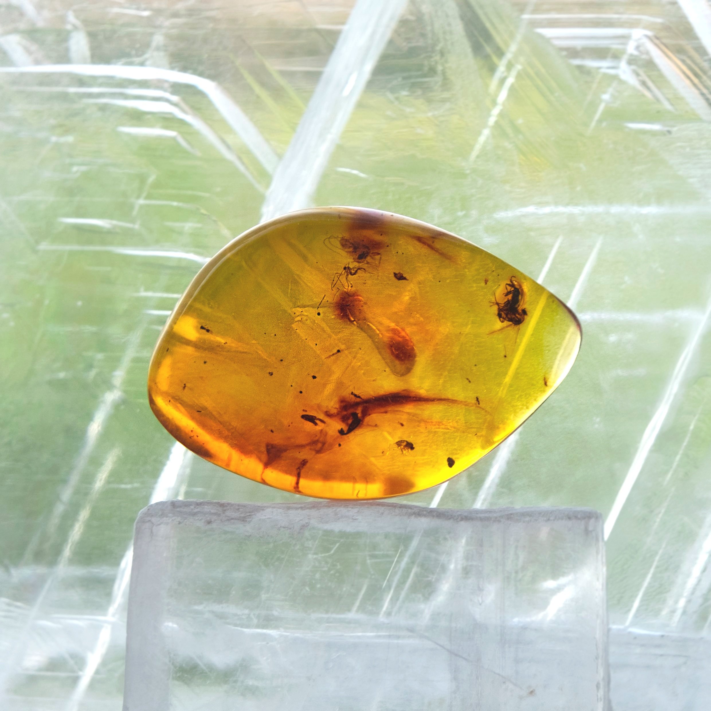 Amber Specimen