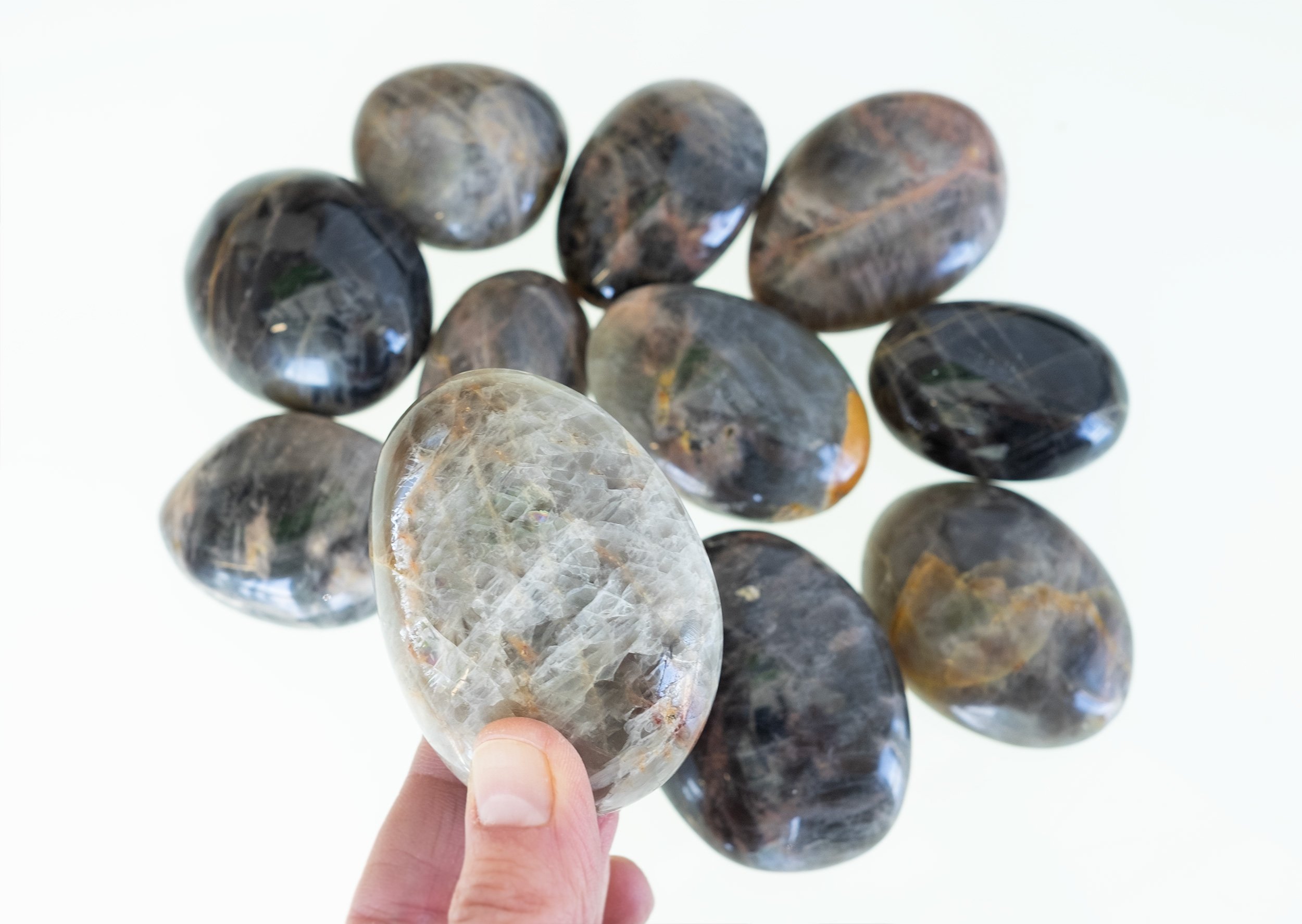Black Moonstone Palm