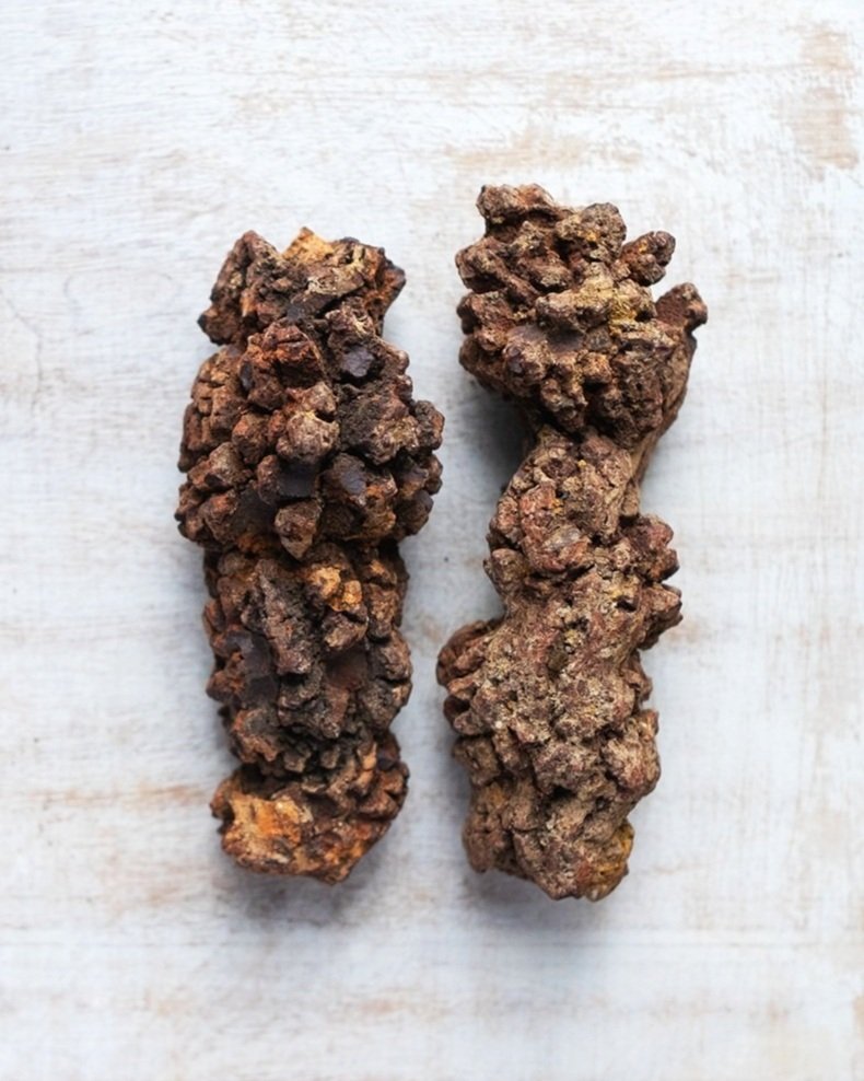 Coprolite - Dino Poop