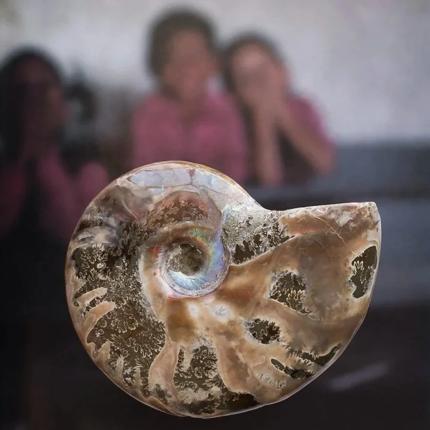 Ammonite.jpg